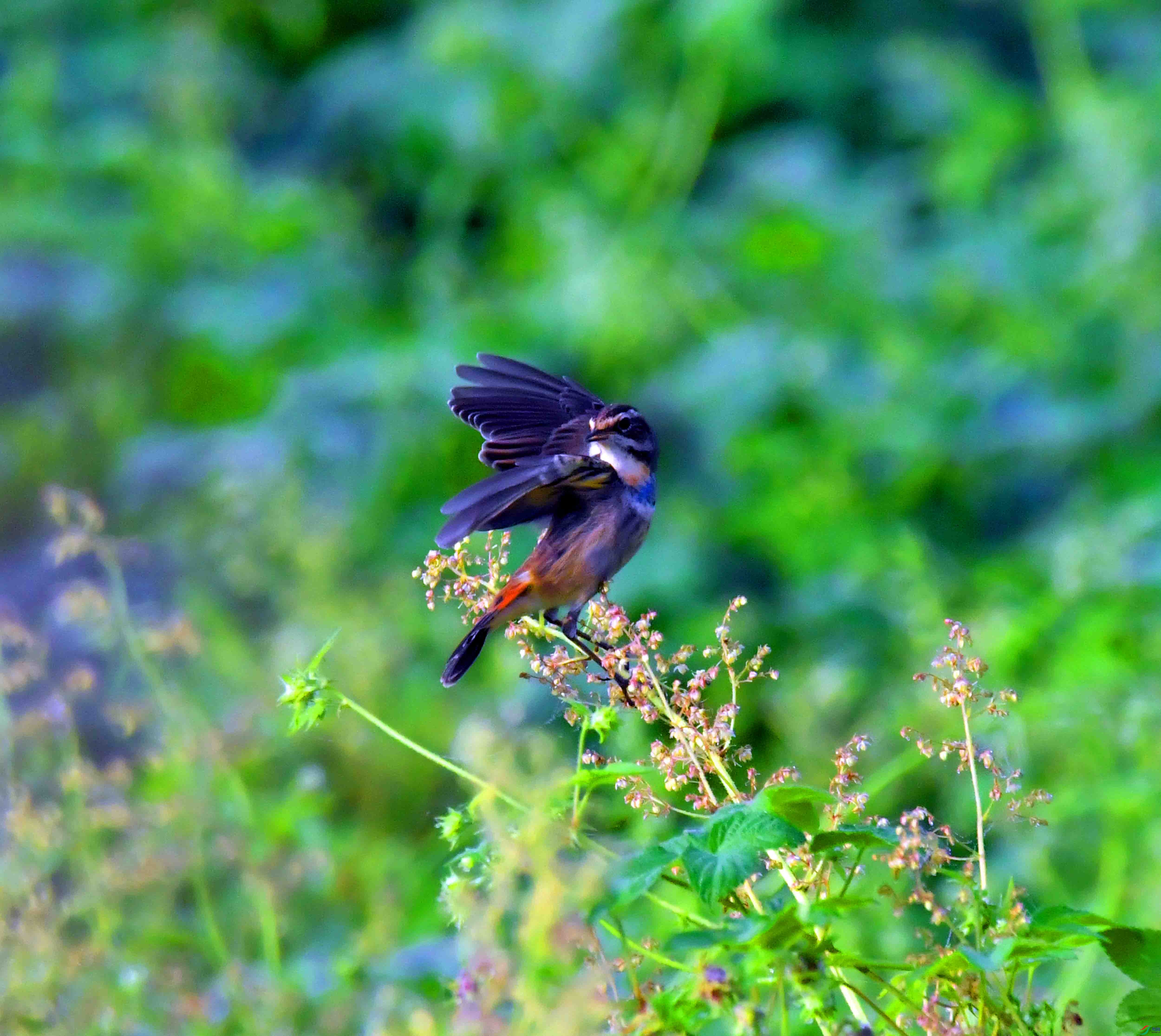 DSC_1016.JPG
