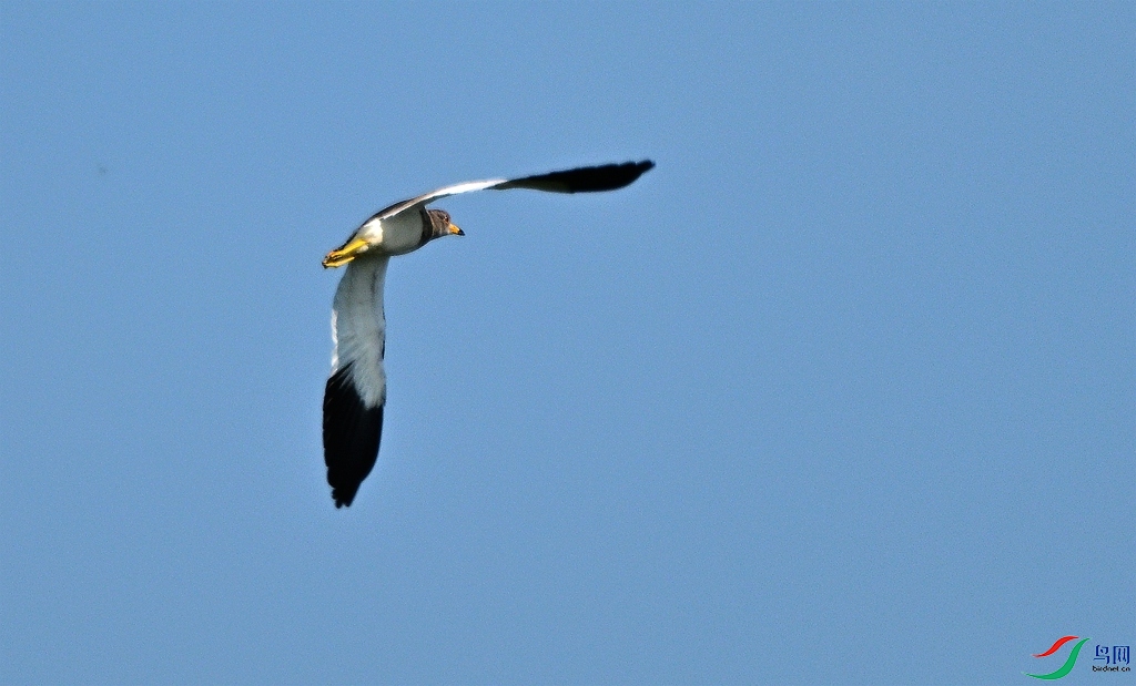 DSC_2620.JPG