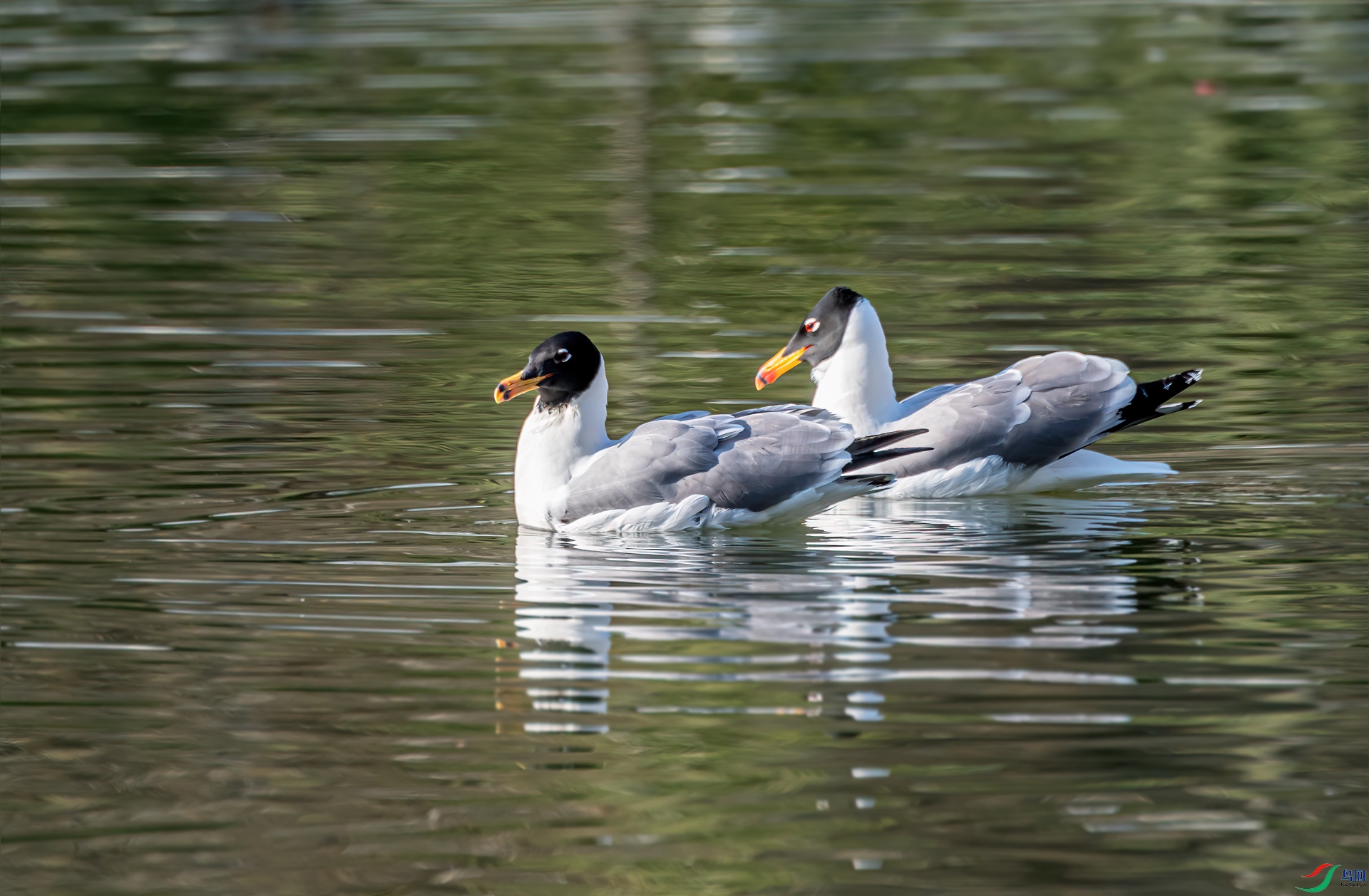 DSC_2107-11.jpg