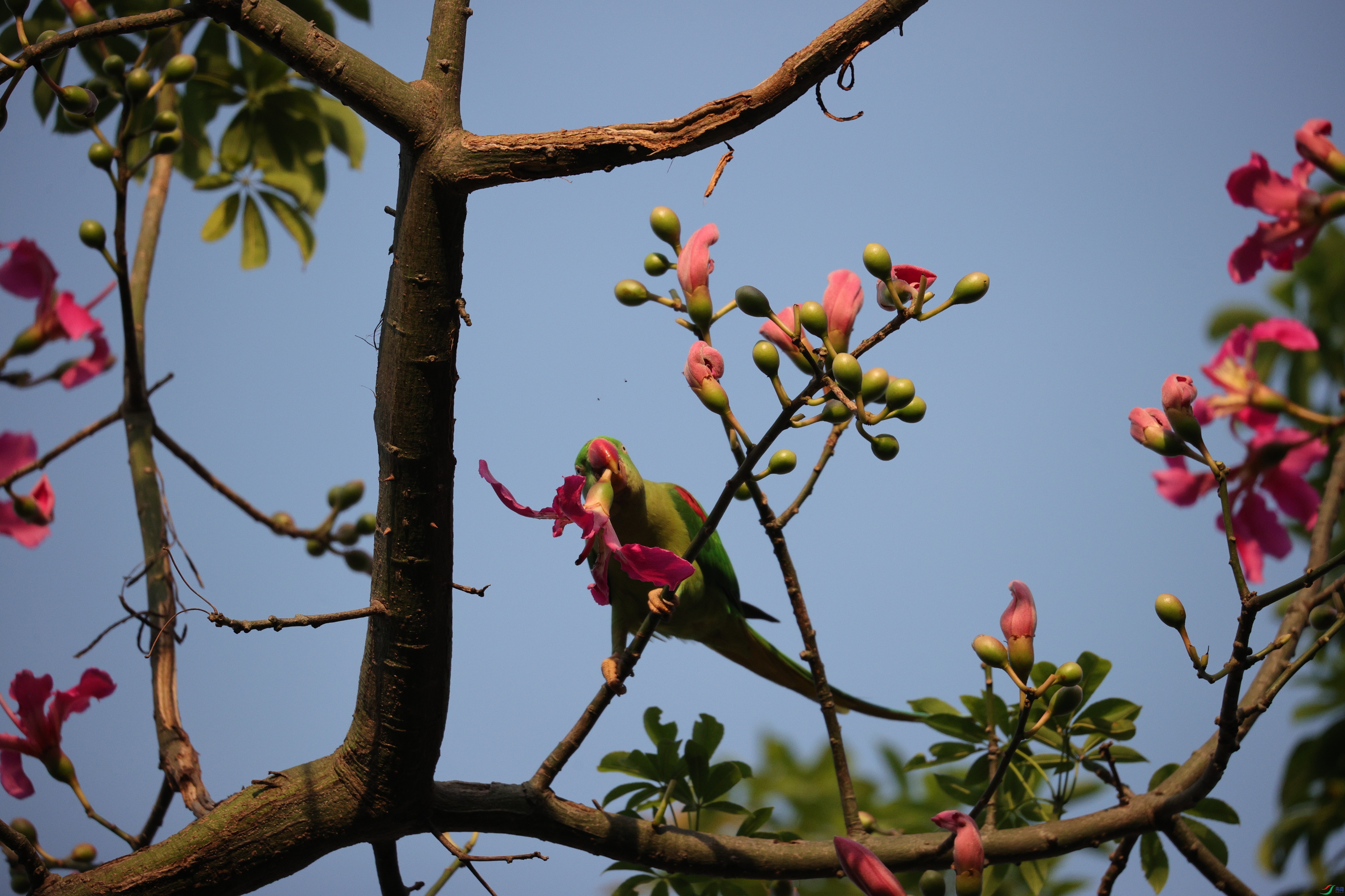 6106��ש����