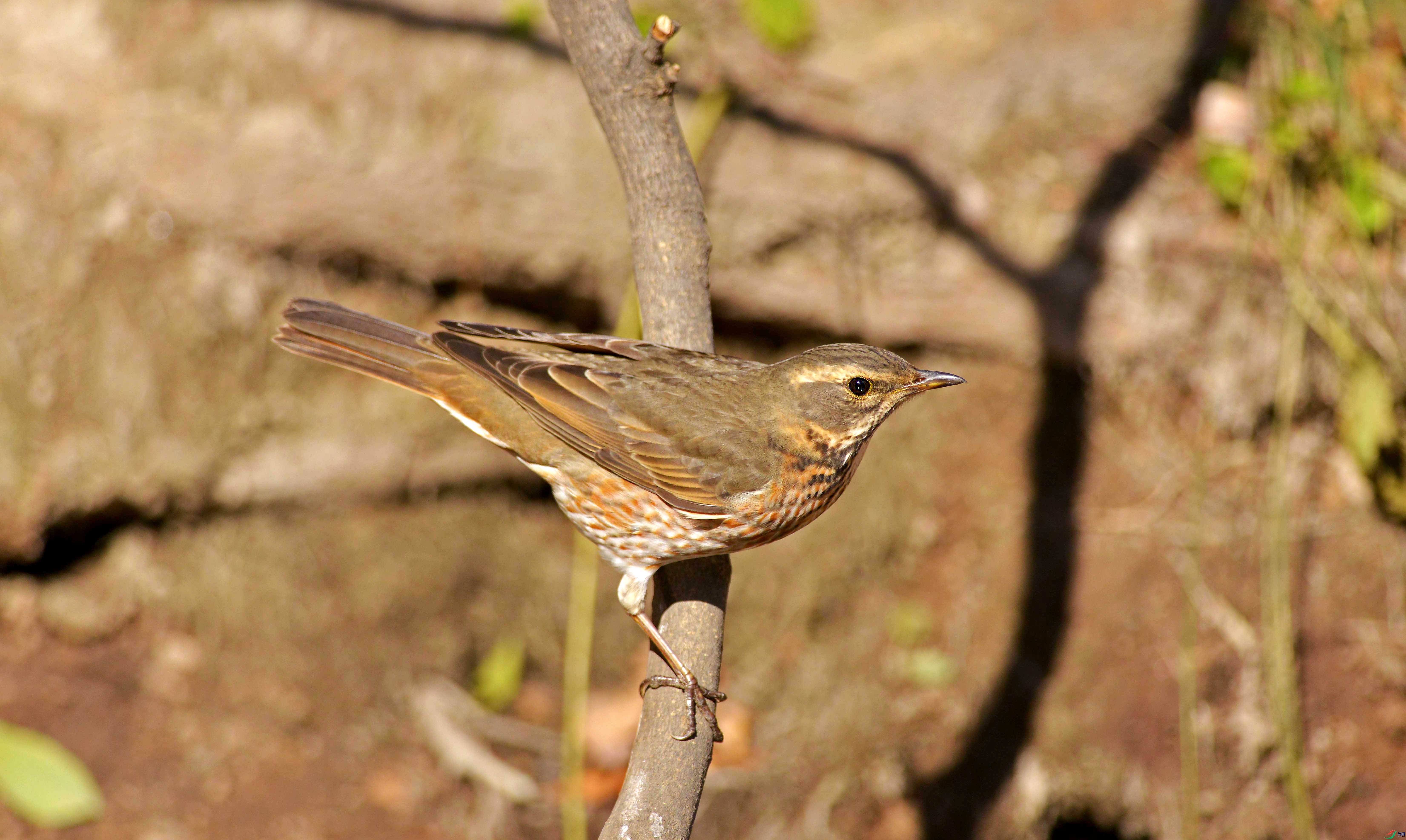 DSC_6669.jpg