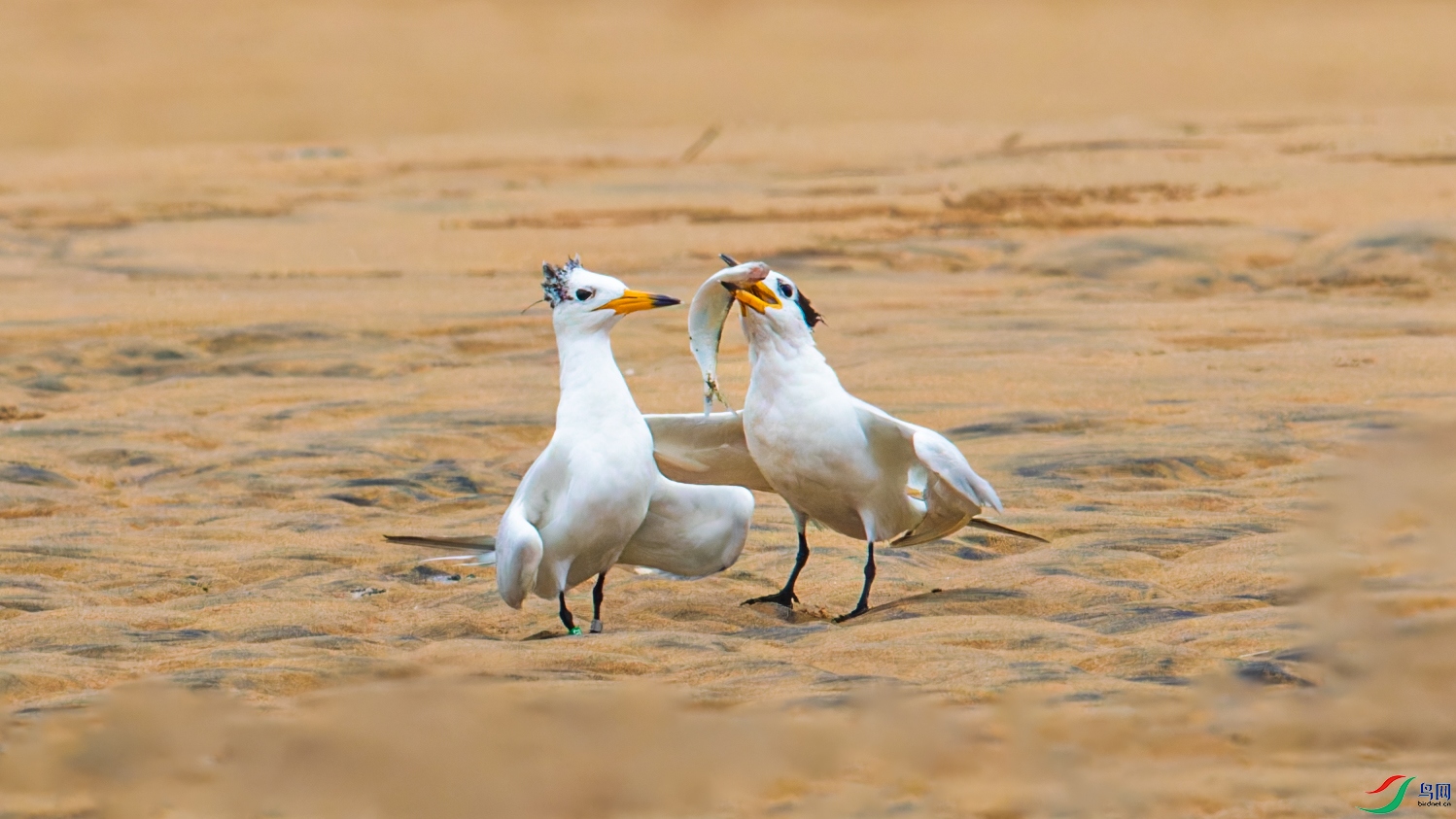 _00A0887-CR2_DxO_DeepPRIMEXD-1.jpg