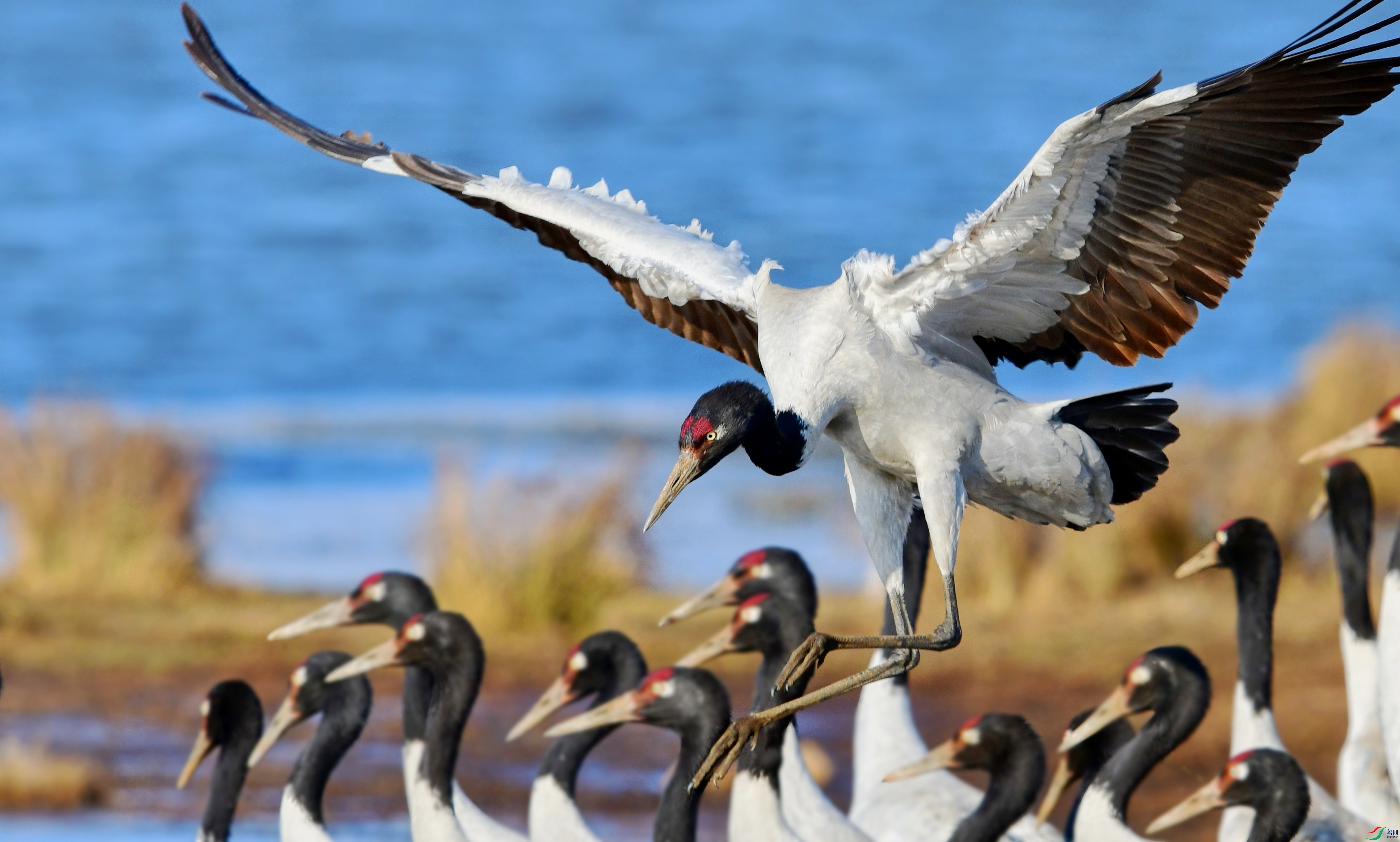 DSC_3601_conew6.jpg