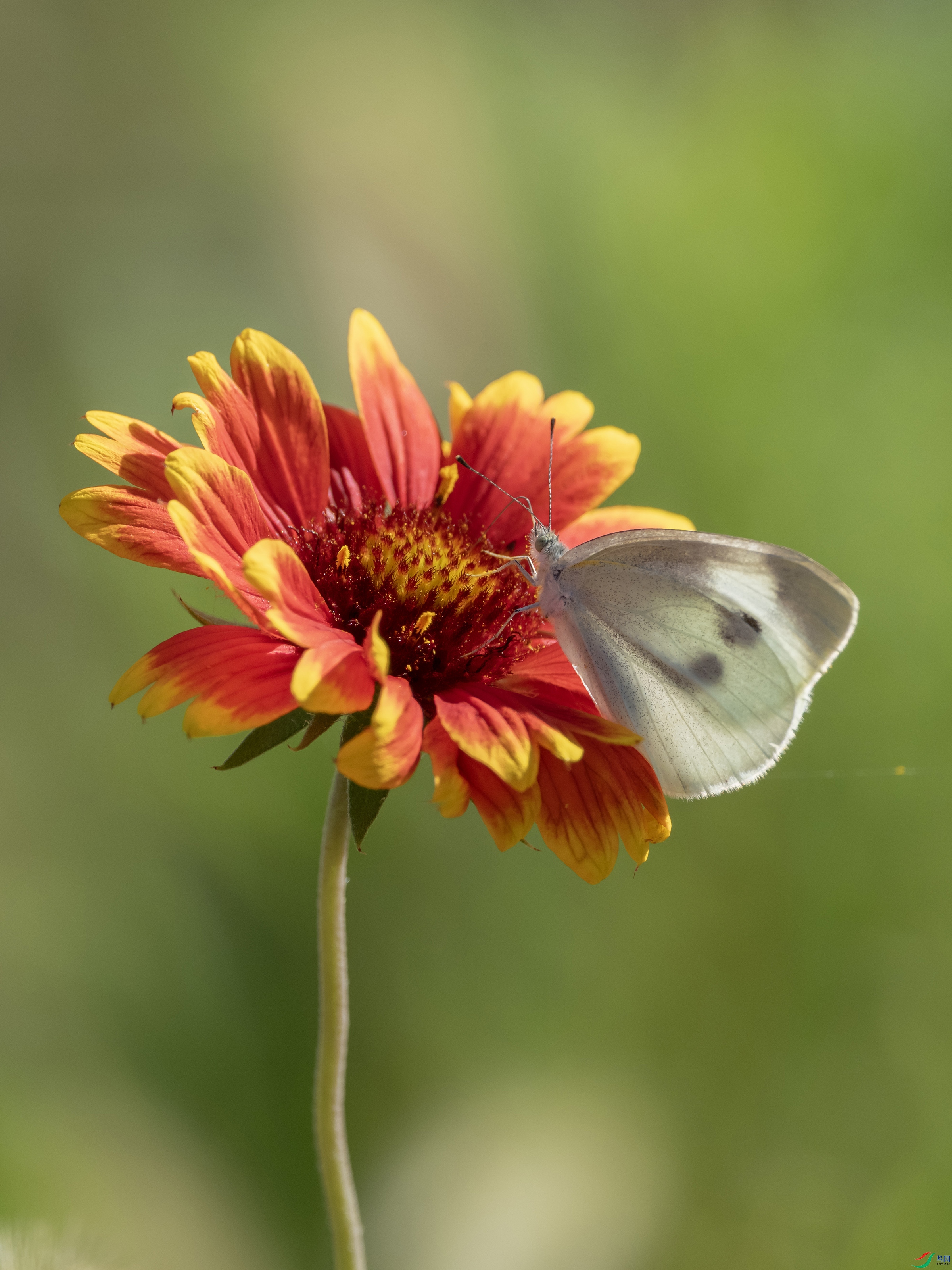 DSCF0702 ����.jpg