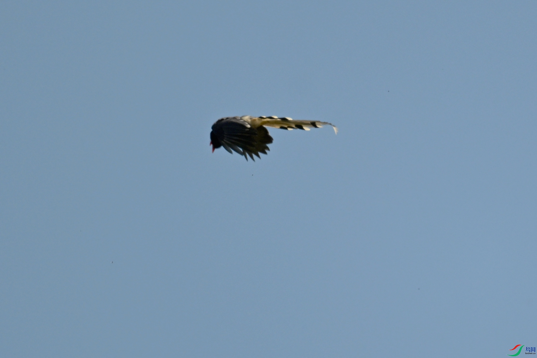 DSC_8977.JPG