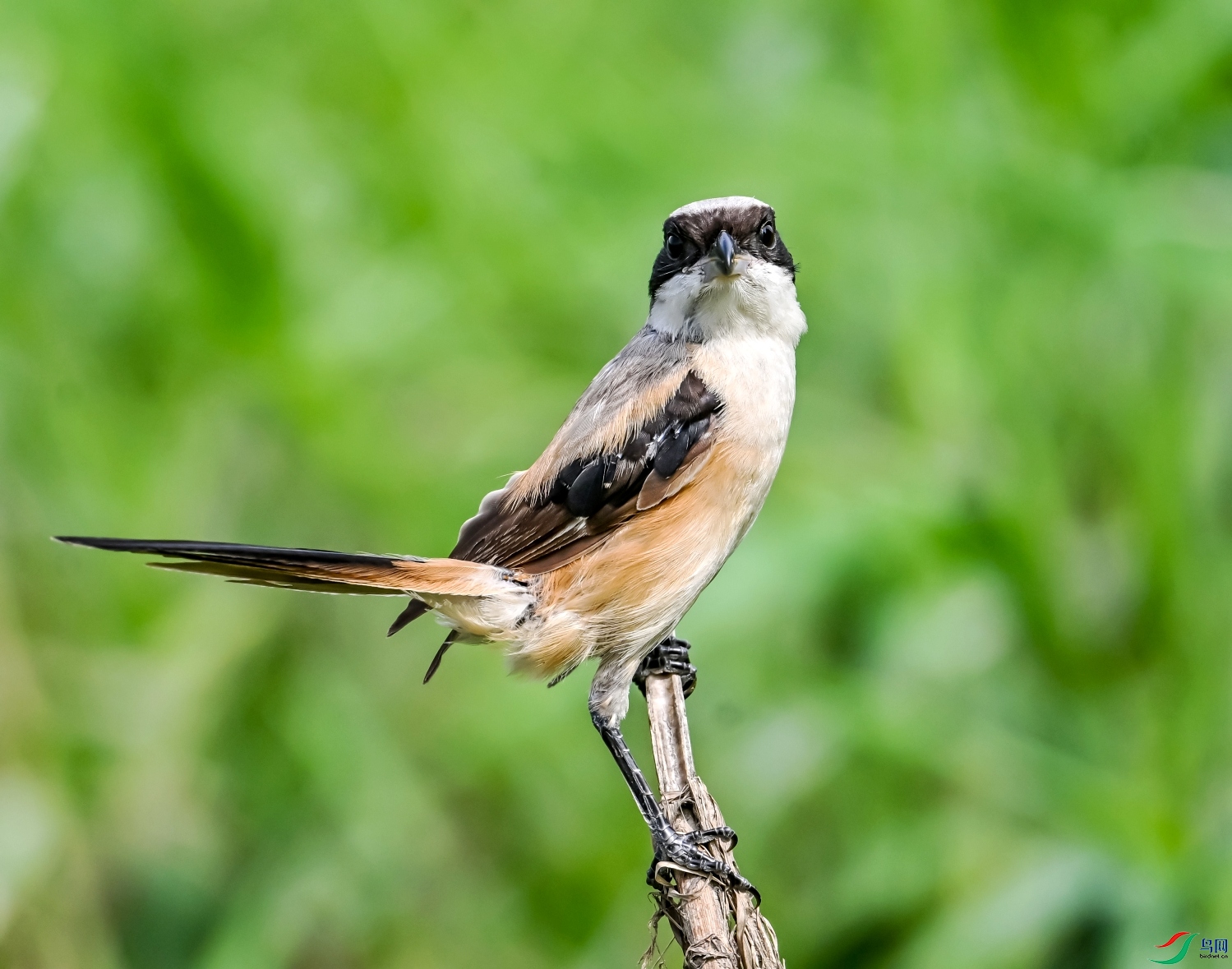 DSC_8764---_conew1.jpg