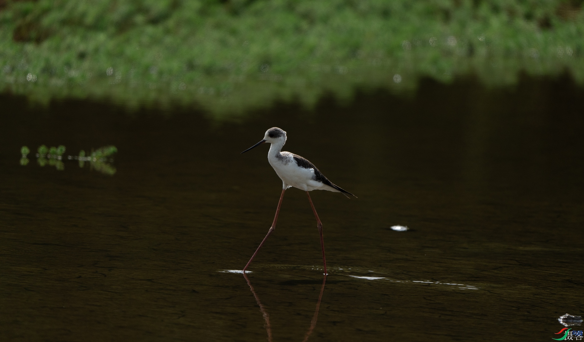 DSC08941-1.jpg