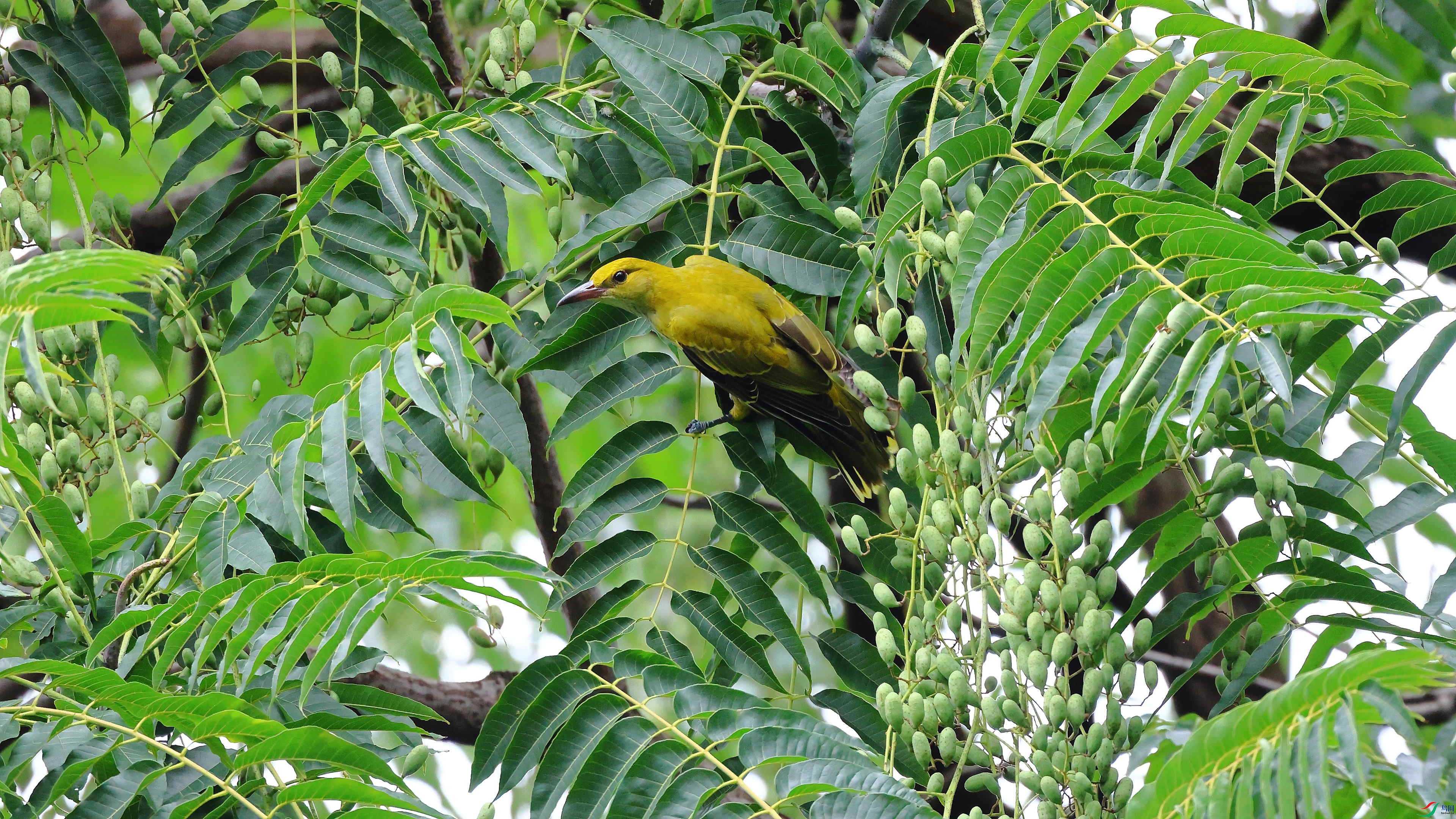 IMG_7918.JPG