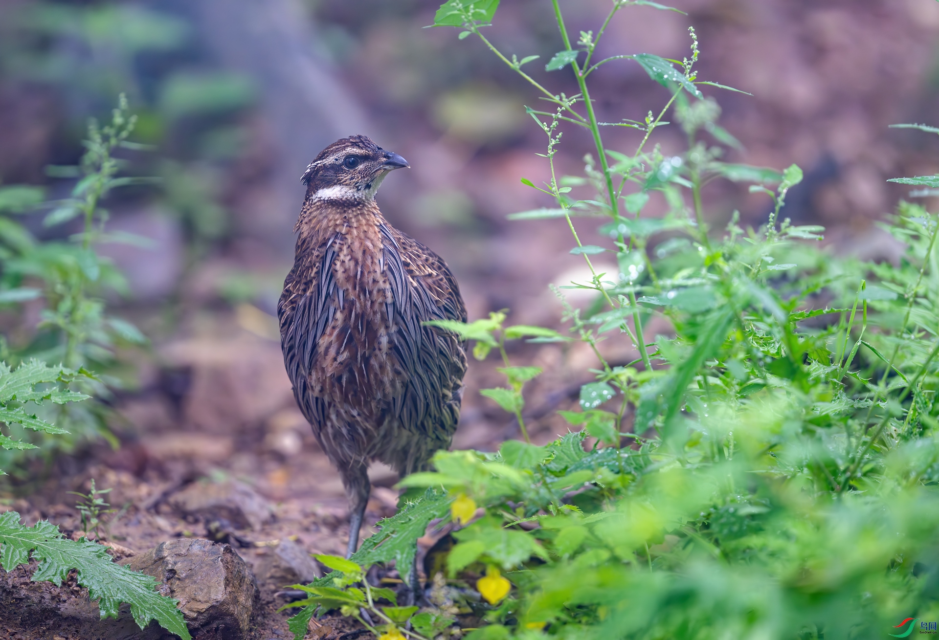 DSC_9130-1.jpg