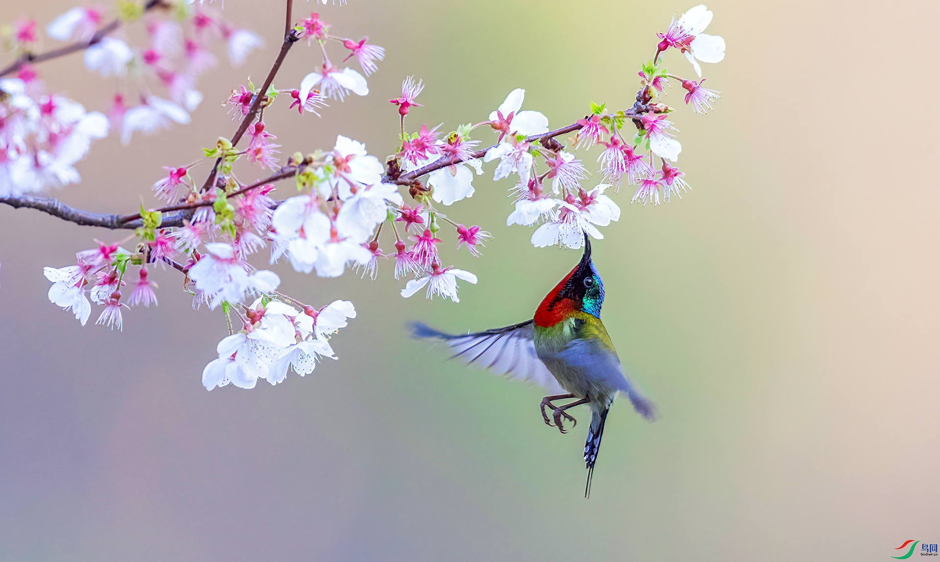 AS7I9680 ����-Sh----1 .jpg