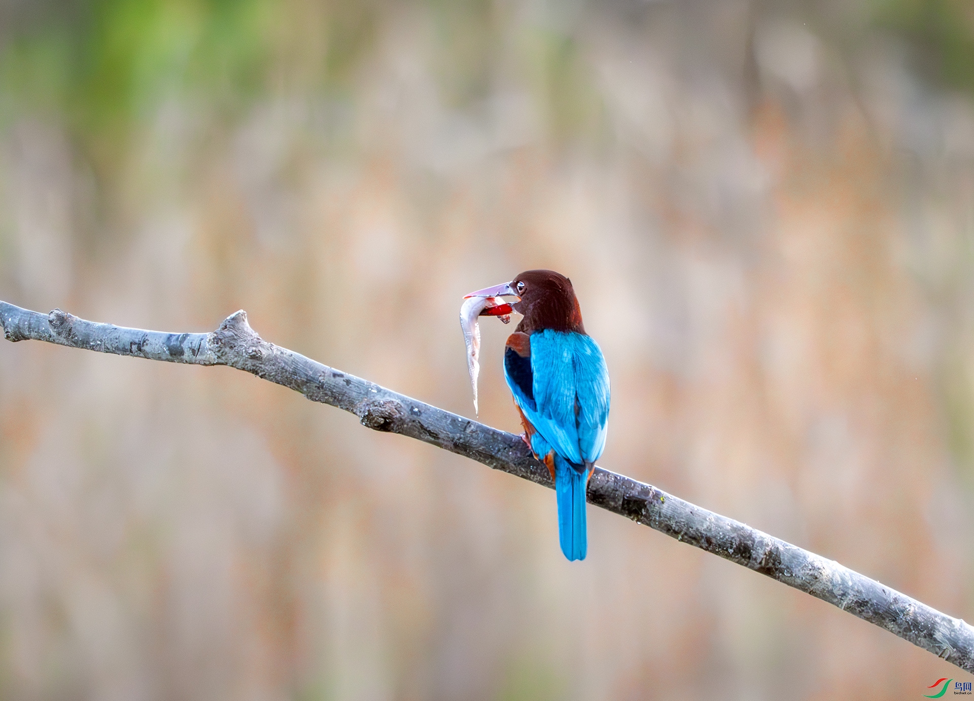 DSC07533-����ǿ-NR ����.jpg