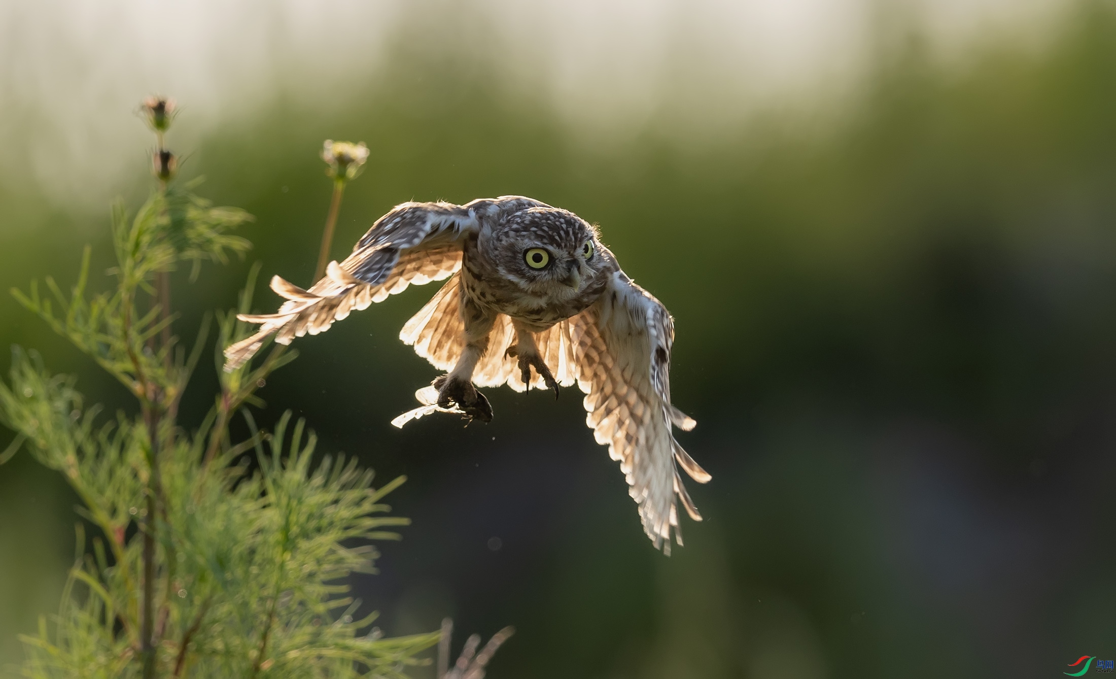 ���Ƹ�С�^