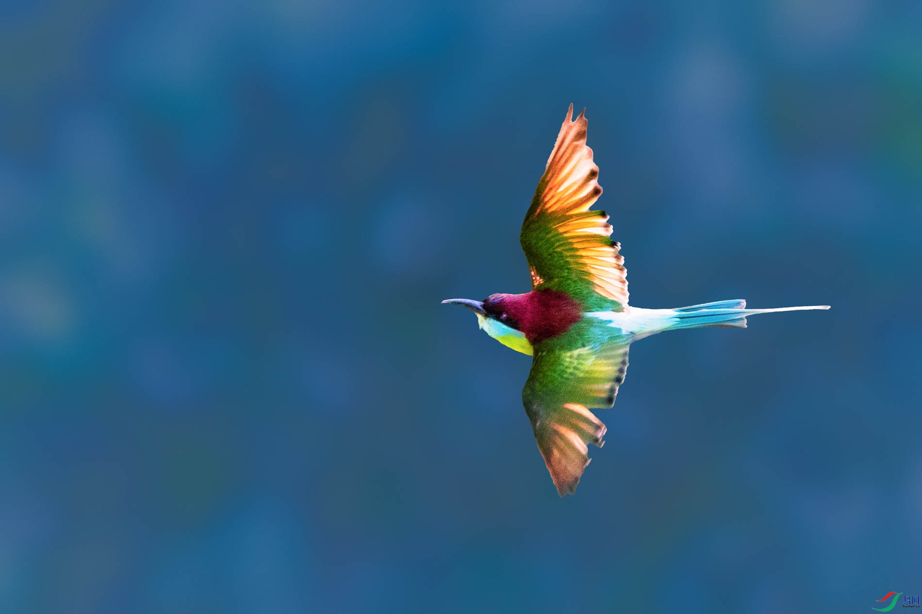 �����仢----�������������