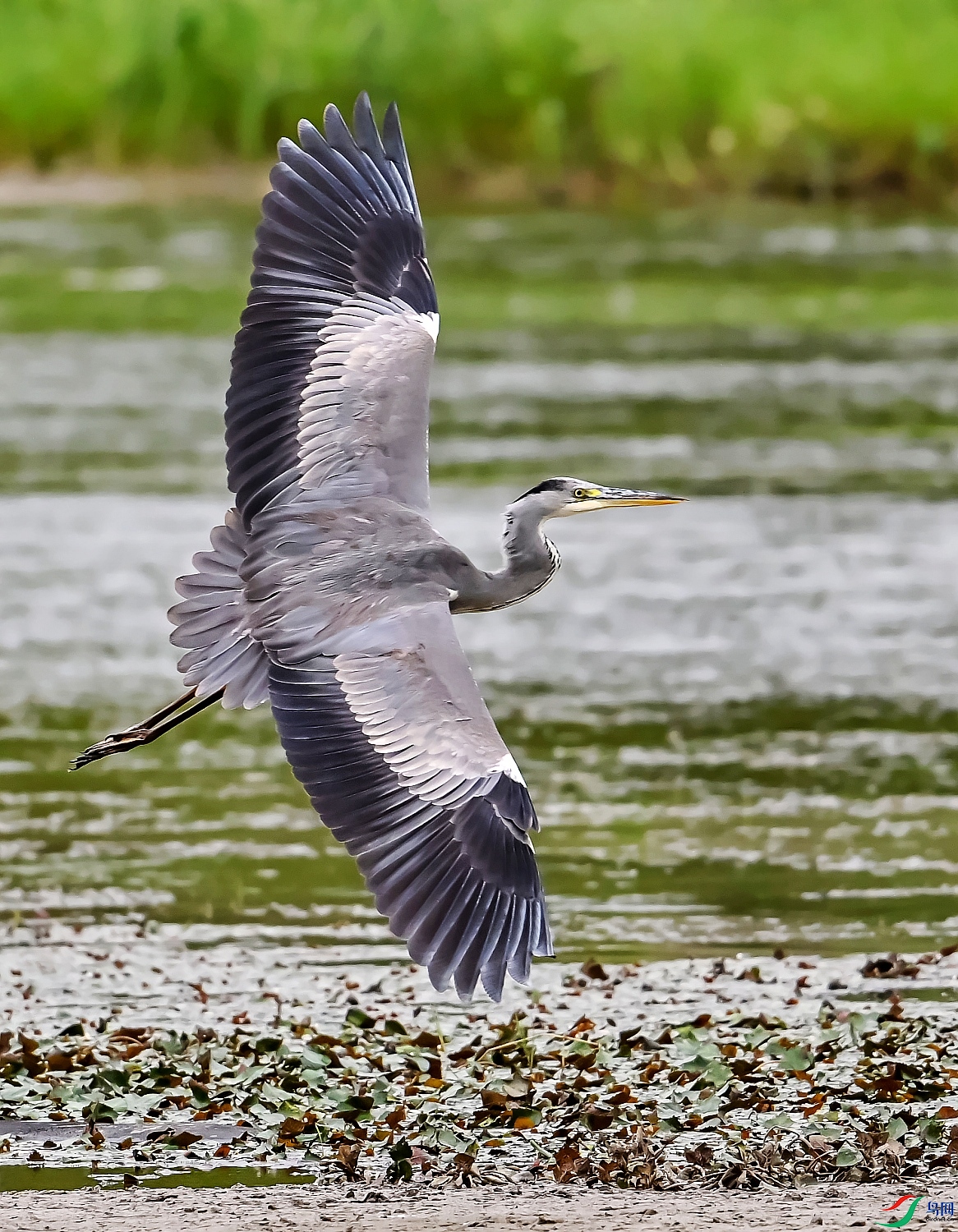DSC_9776---_conew1.jpg