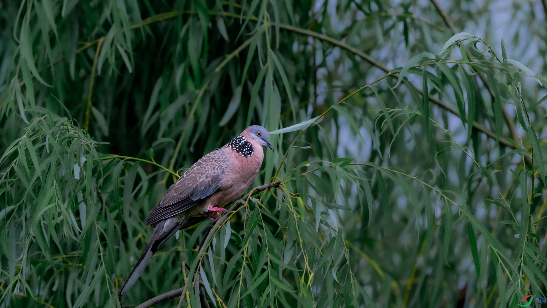 DSC_6841.jpg