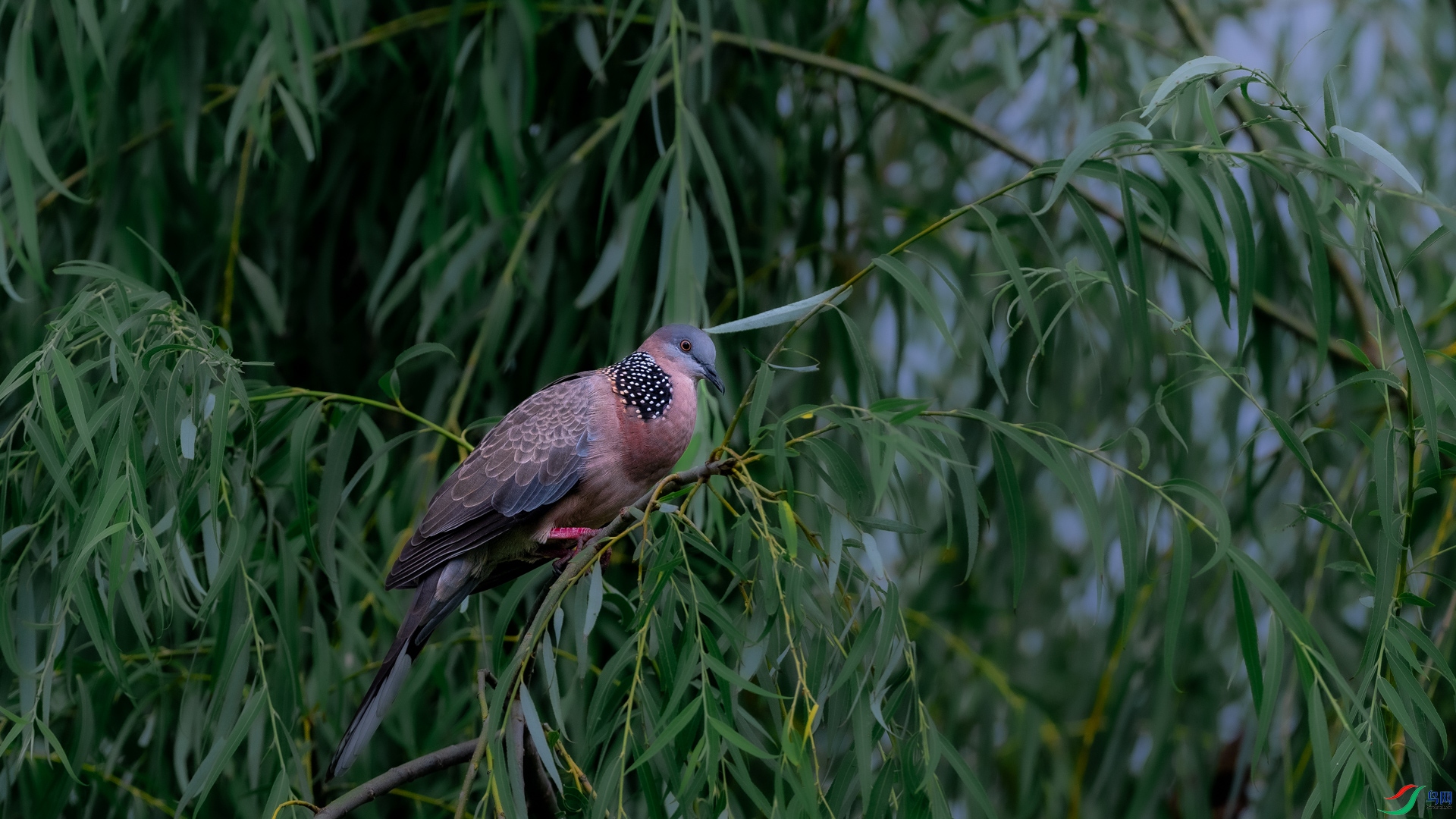 DSC_6850.jpg