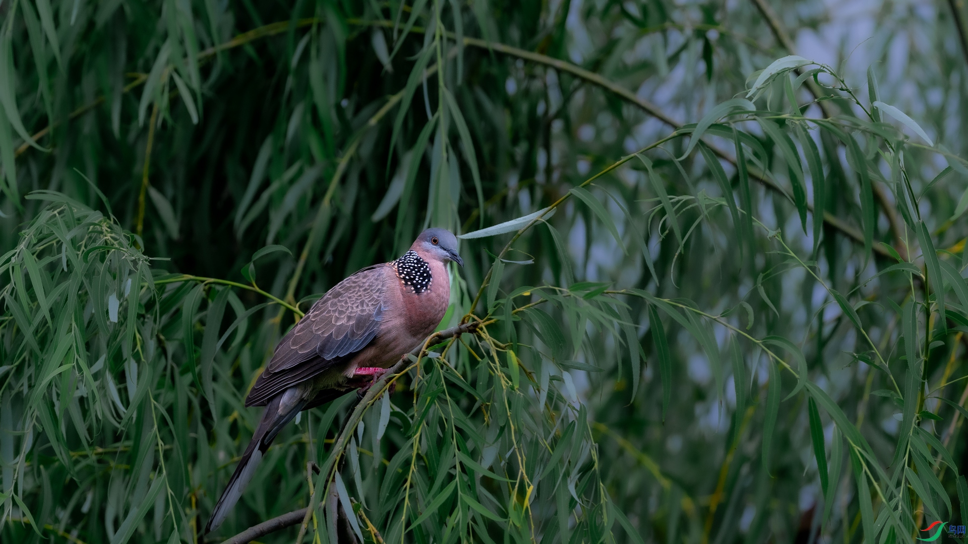 DSC_6852.jpg