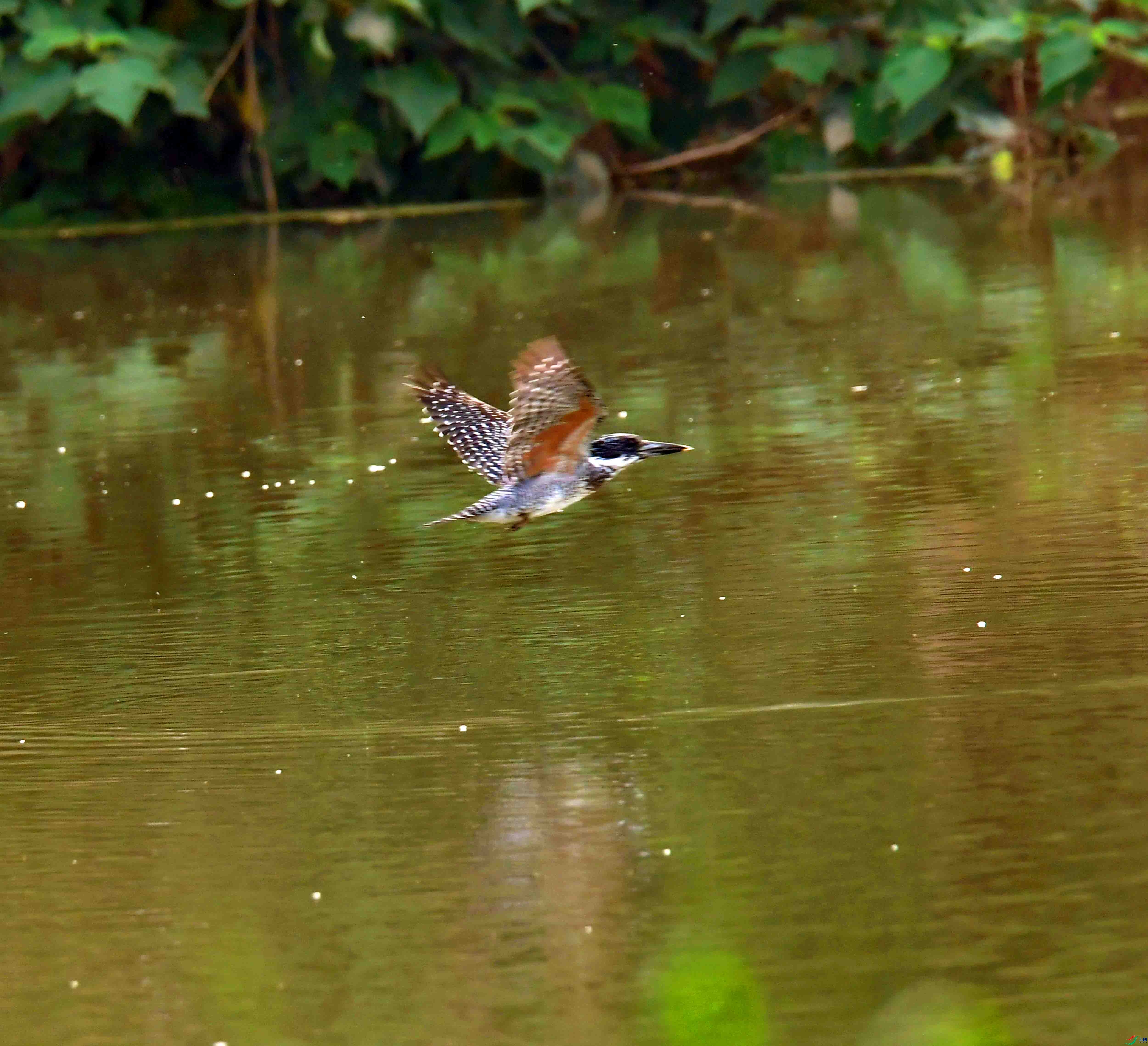 DSC_0054.JPG