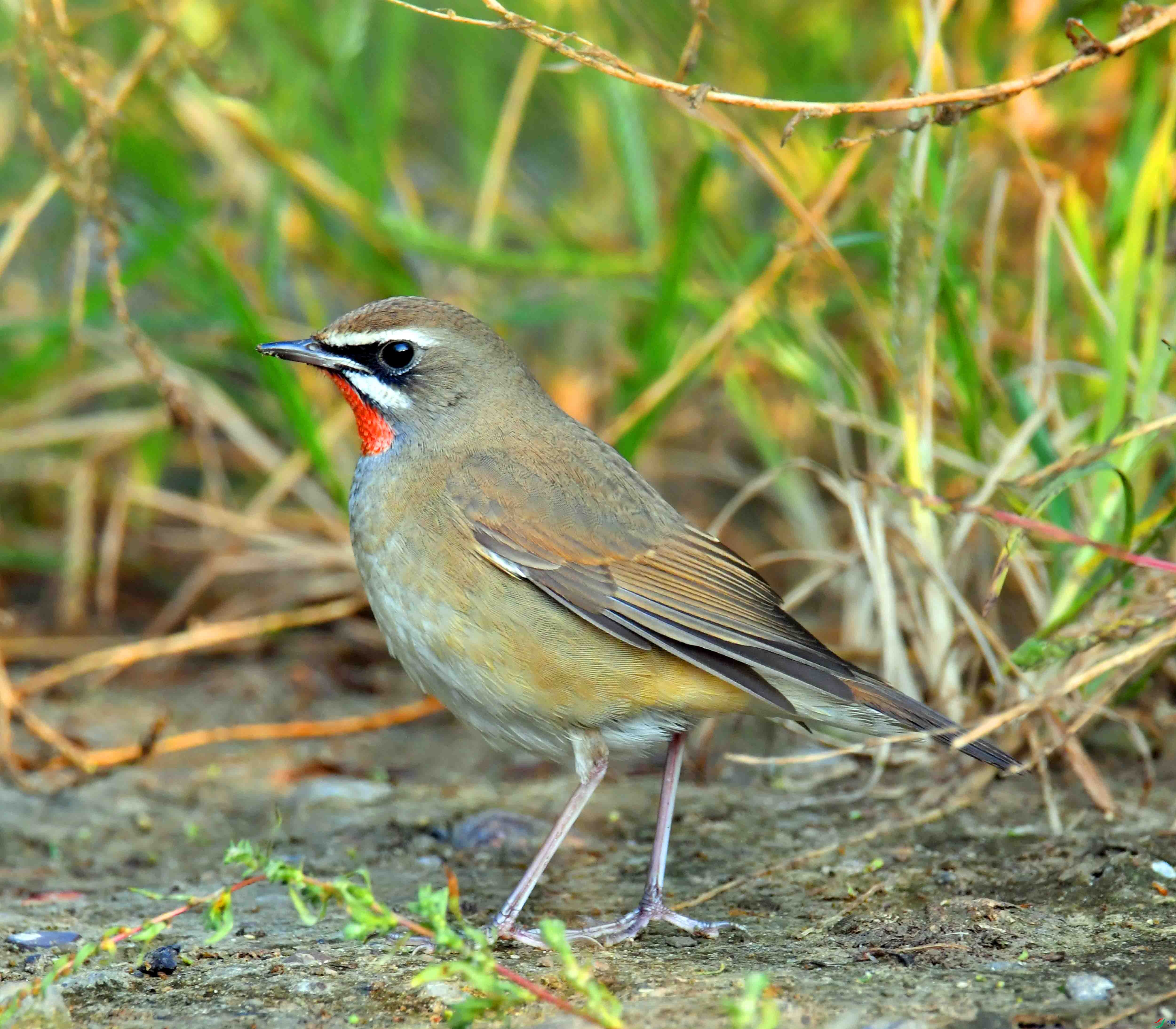 DSC_1438.JPG