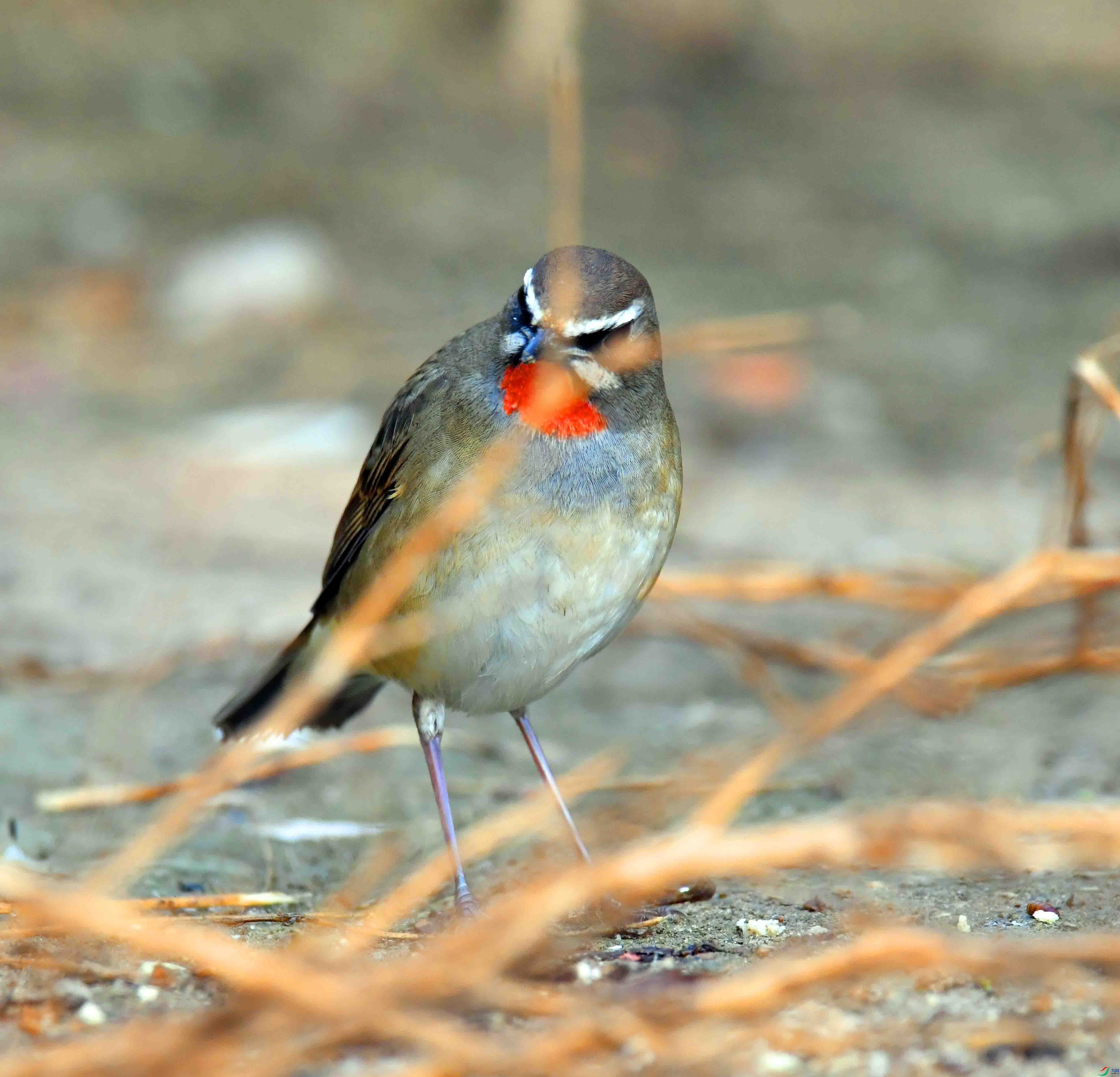 DSC_1459.JPG