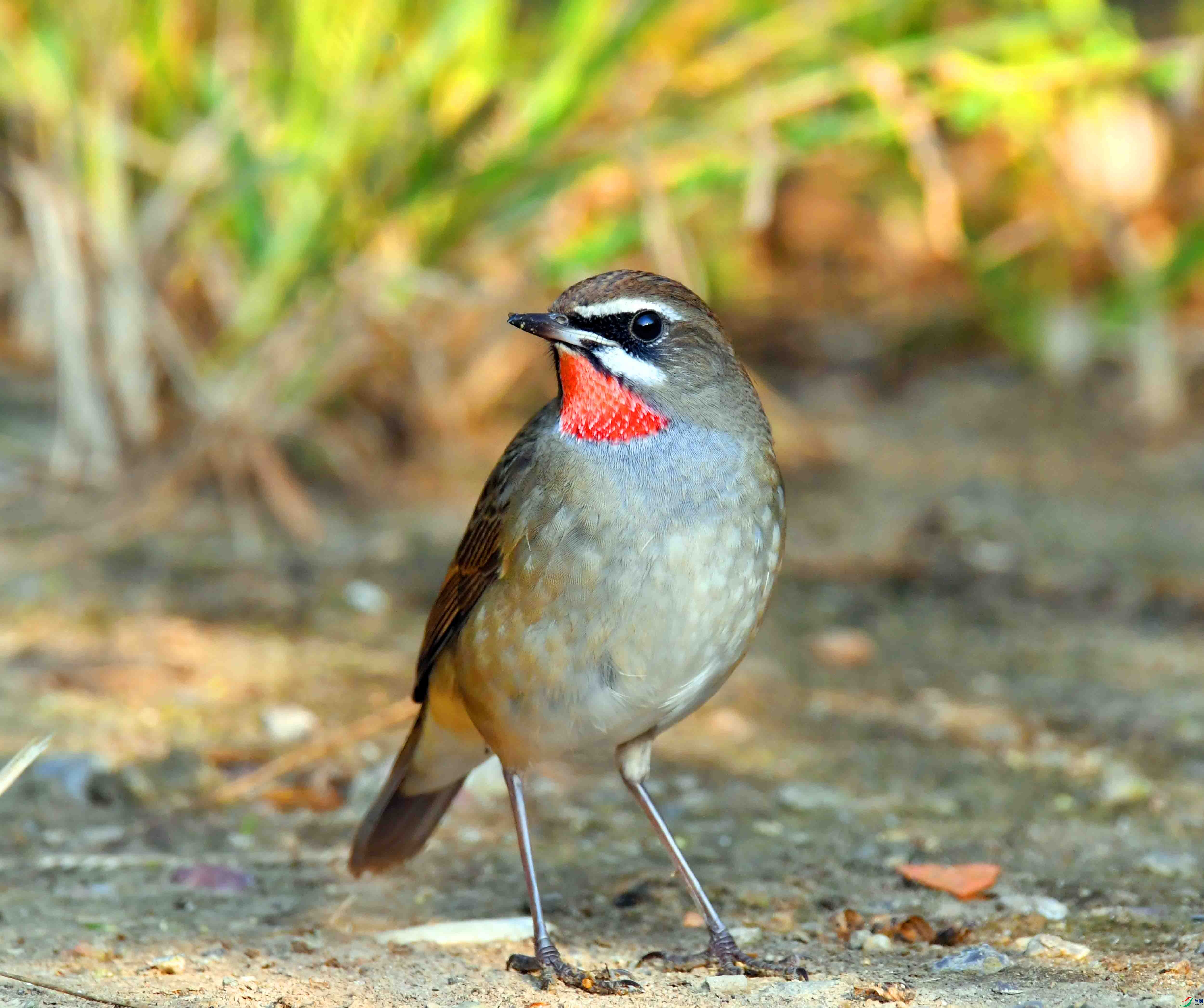 DSC_1501.JPG
