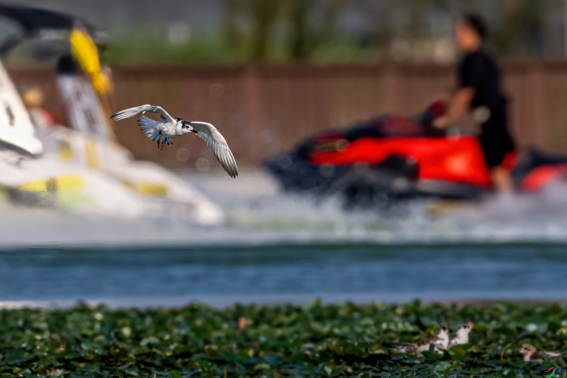 DSC_1397-11.jpg