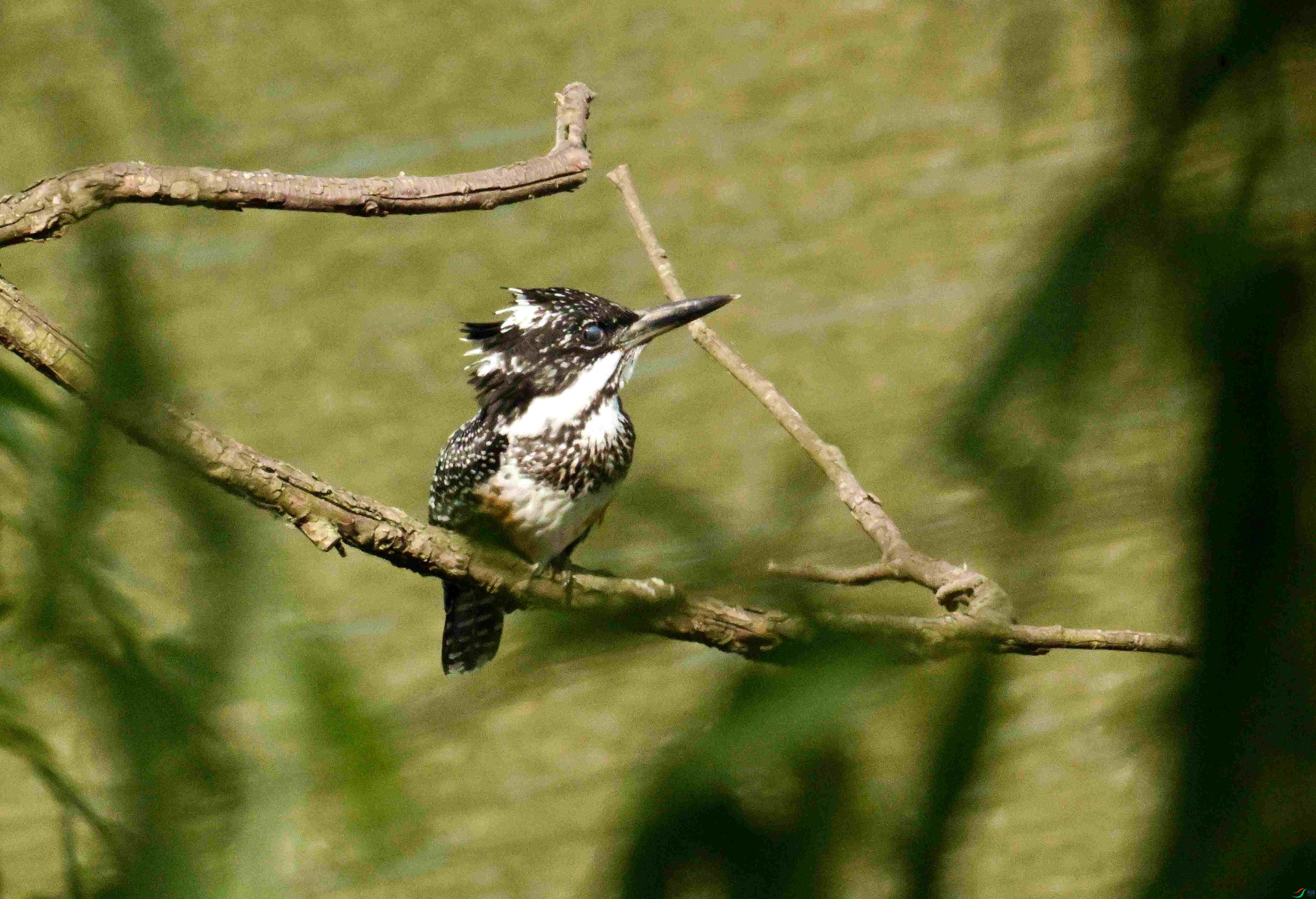 DSC_7336.JPG