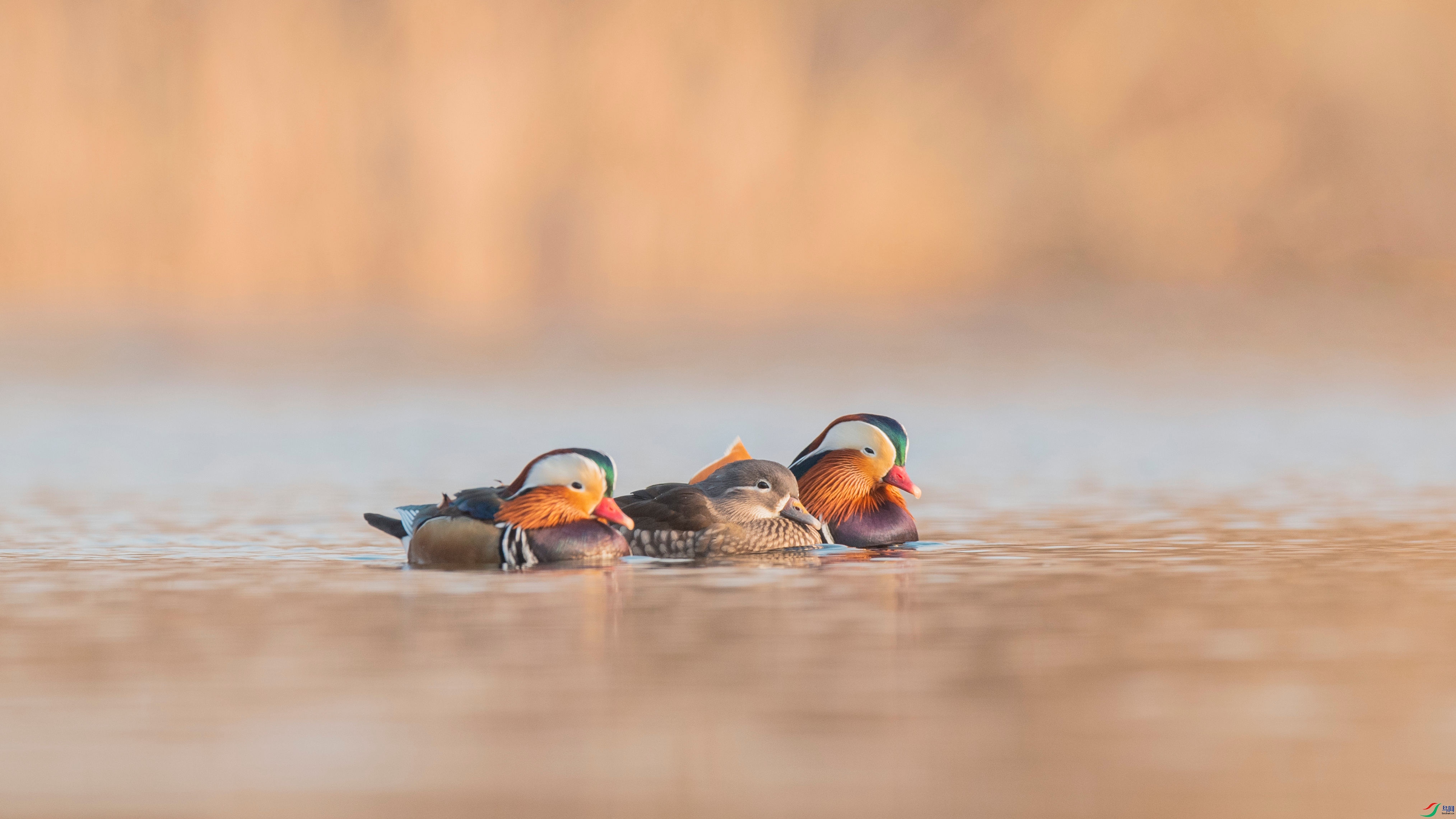 _DSC3339_����.jpg
