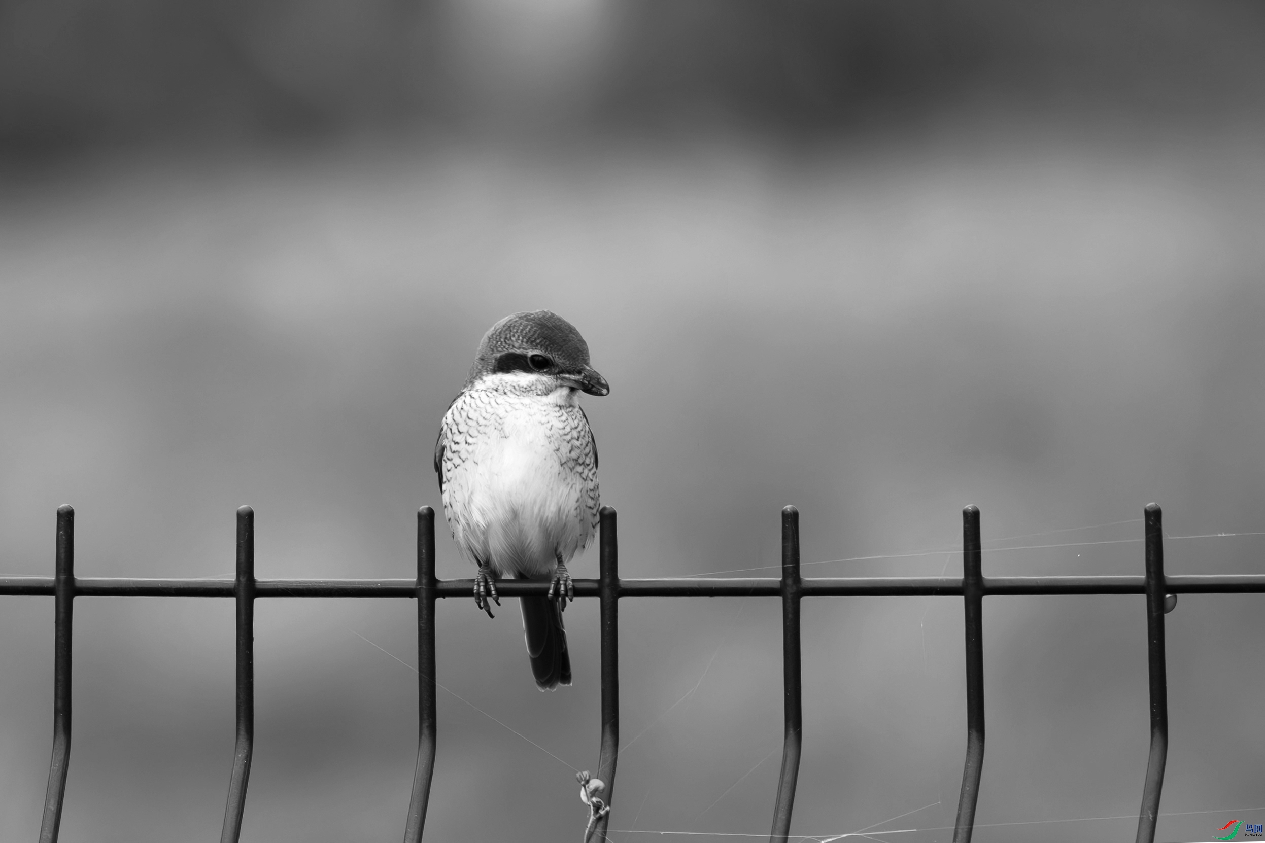 DSC_9263-����.jpg