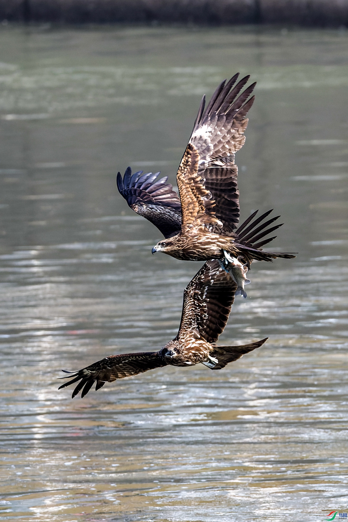 IMG_0581-CR2_DxO_DeepPRIME-1.jpg