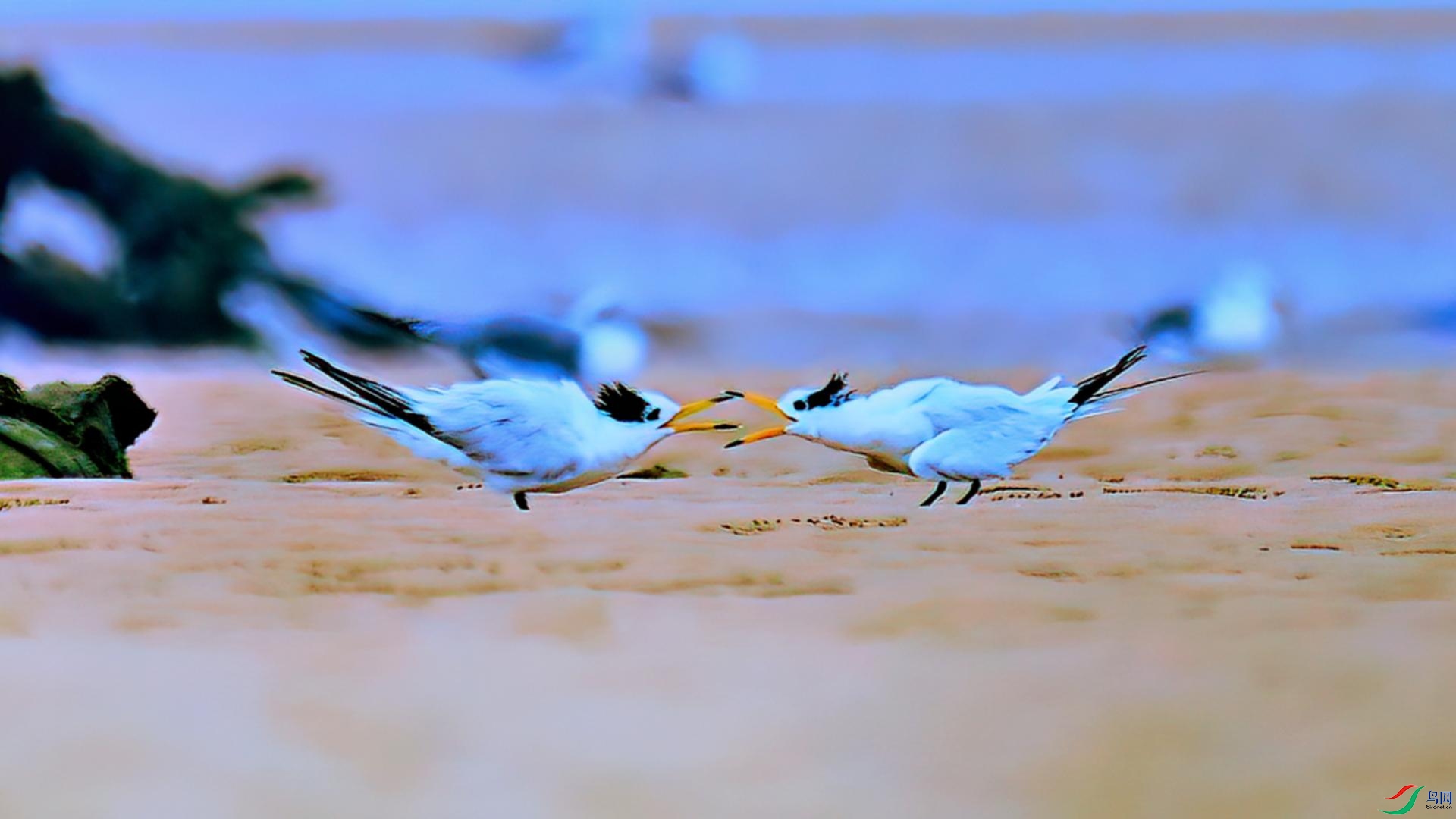 ɳ̲�ϵĶ���