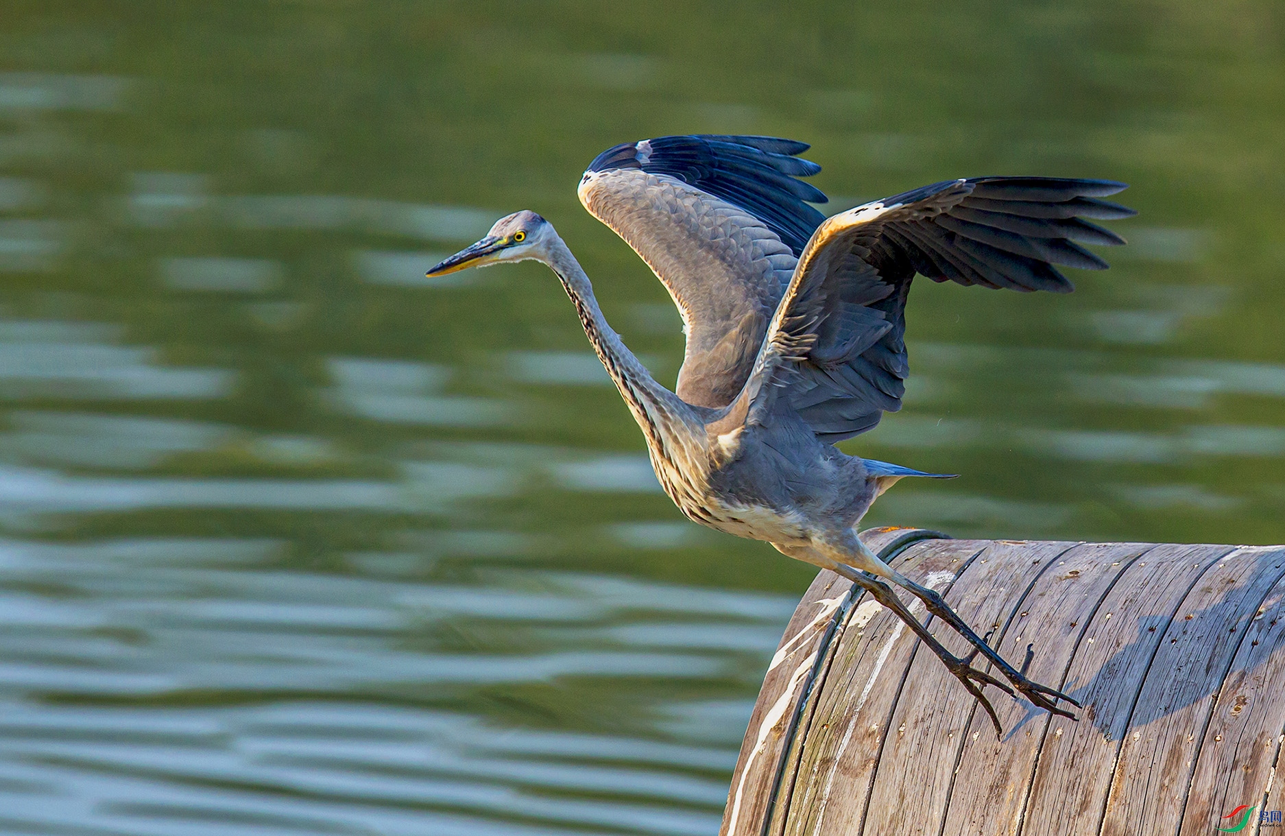 _MG_1425 ����.jpg