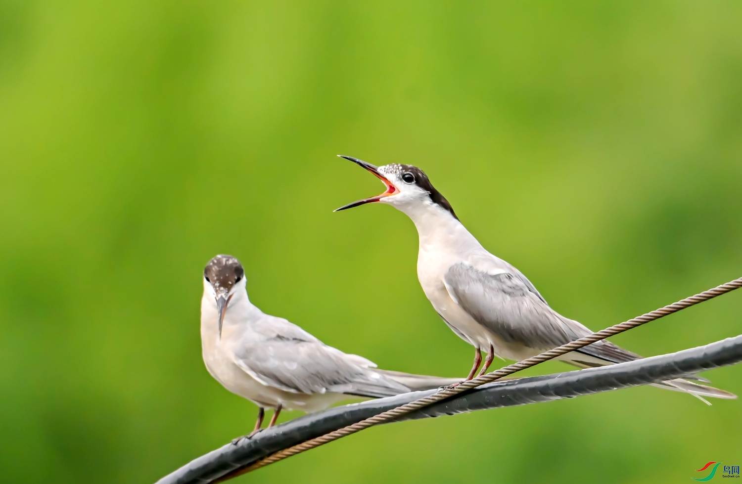DSC_0996---_conew1.jpg