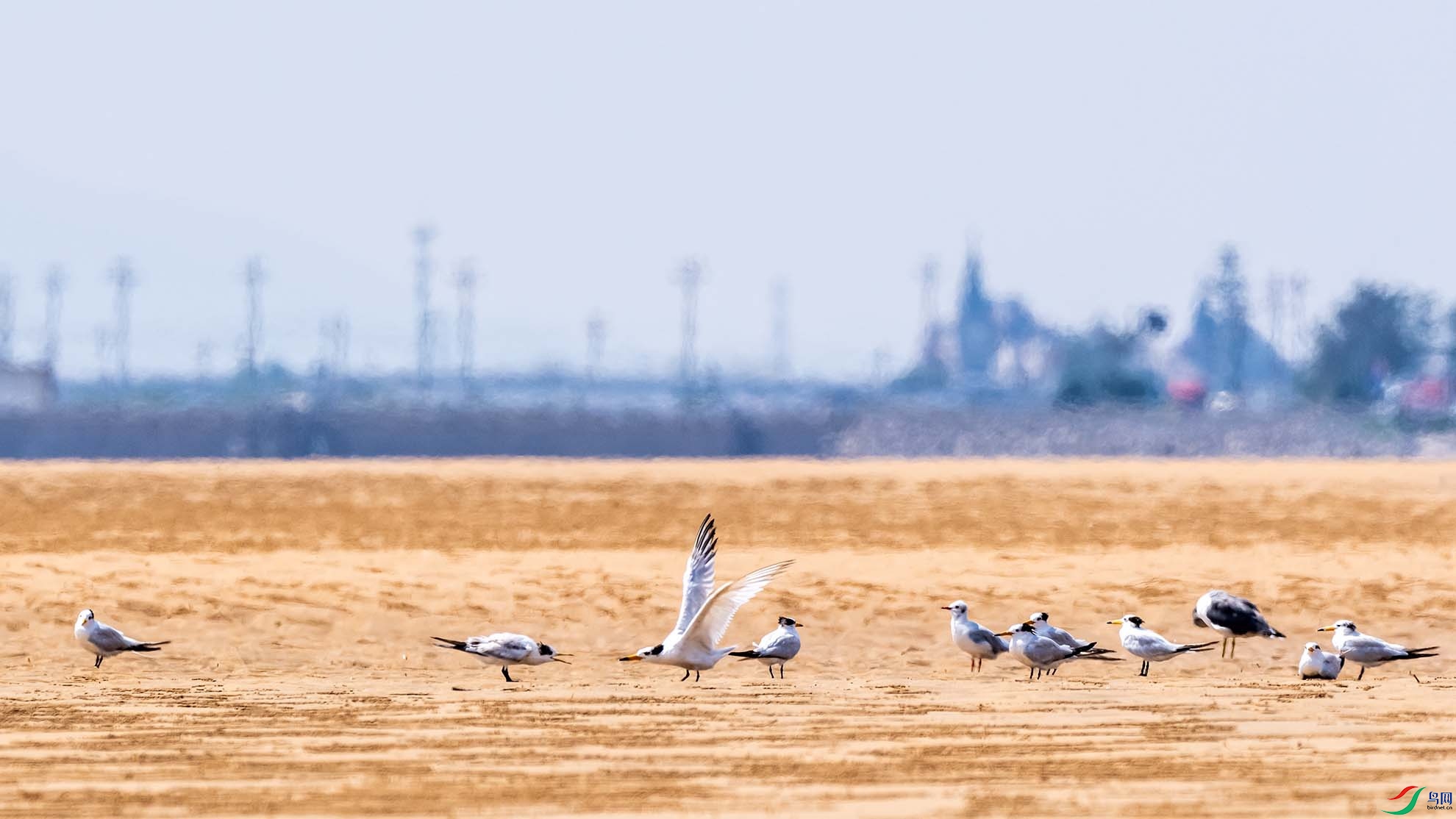 �л���ͷ��Ÿ