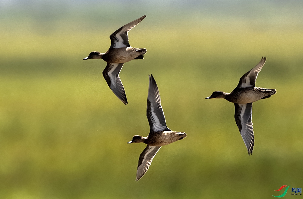 DSC_0512 ������Ѽ�����ྱѼ������Ѽ�� ����.jpg