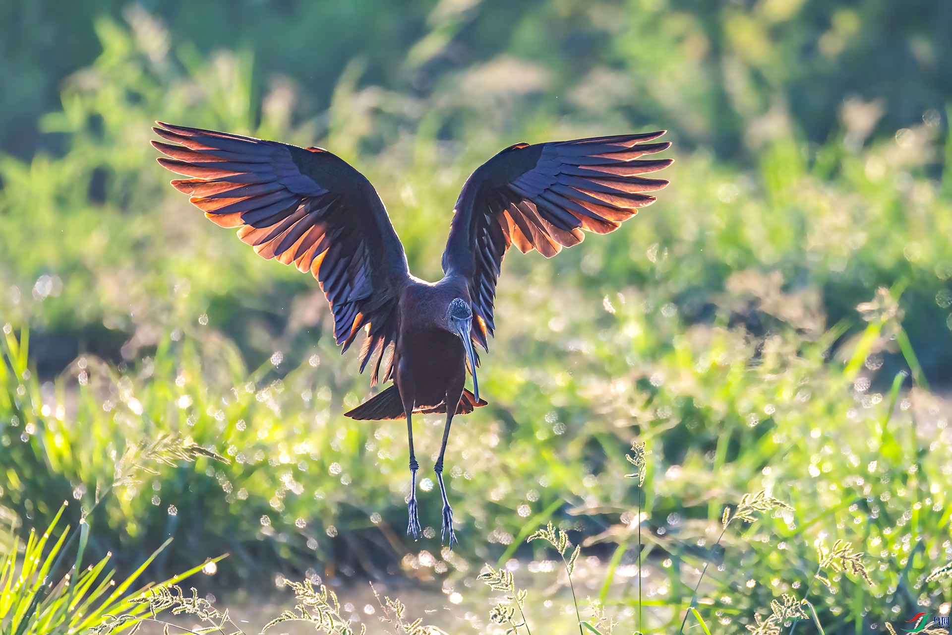 060A1720 ����-Sh----1 .jpg