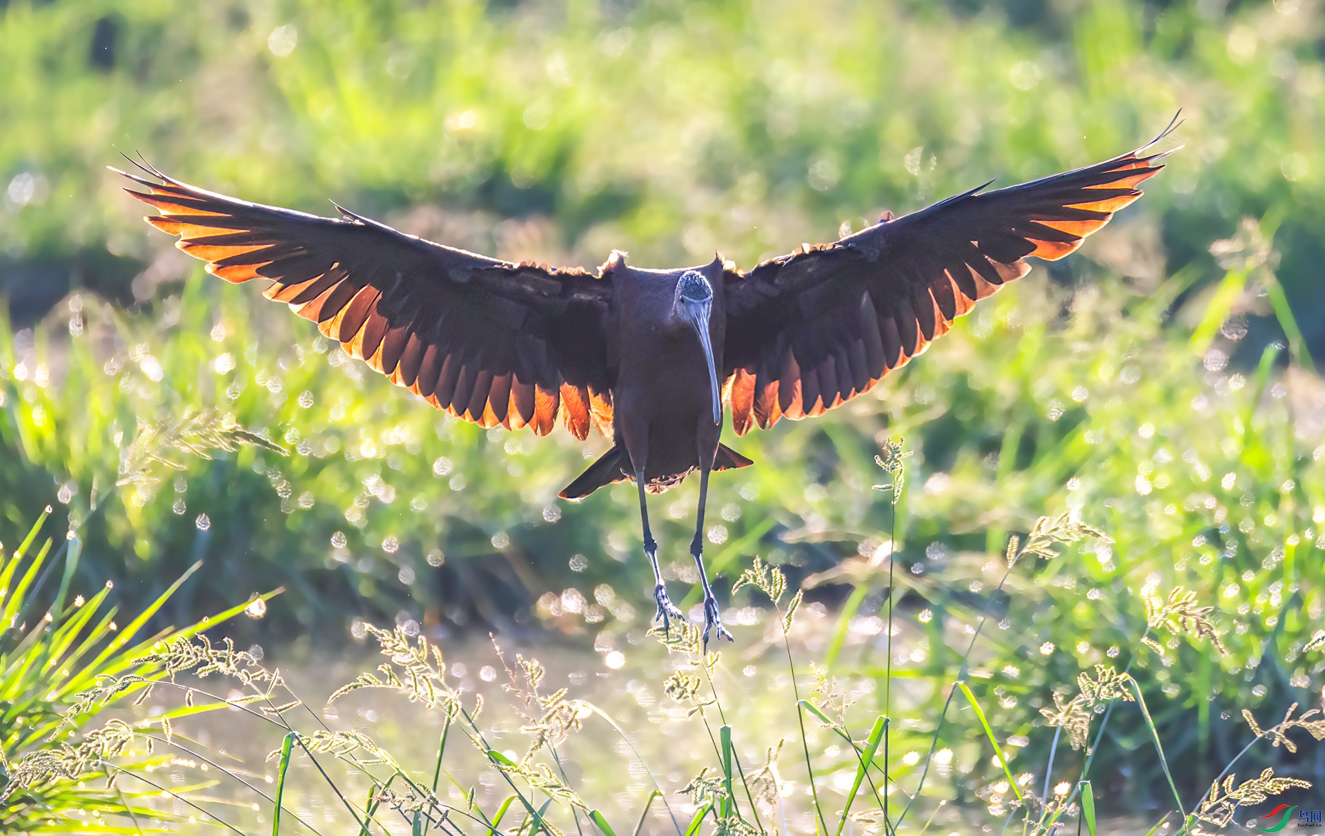 060A1721 ����-Sha---1 .jpg