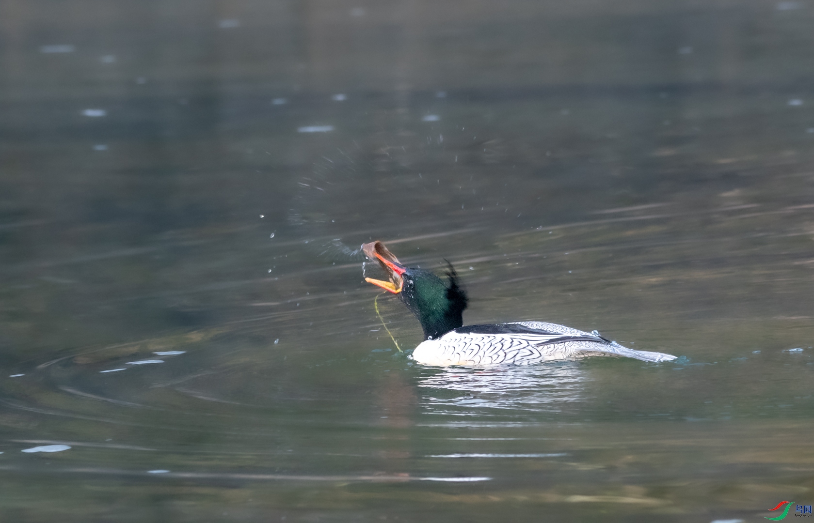 DSC_2178.jpg