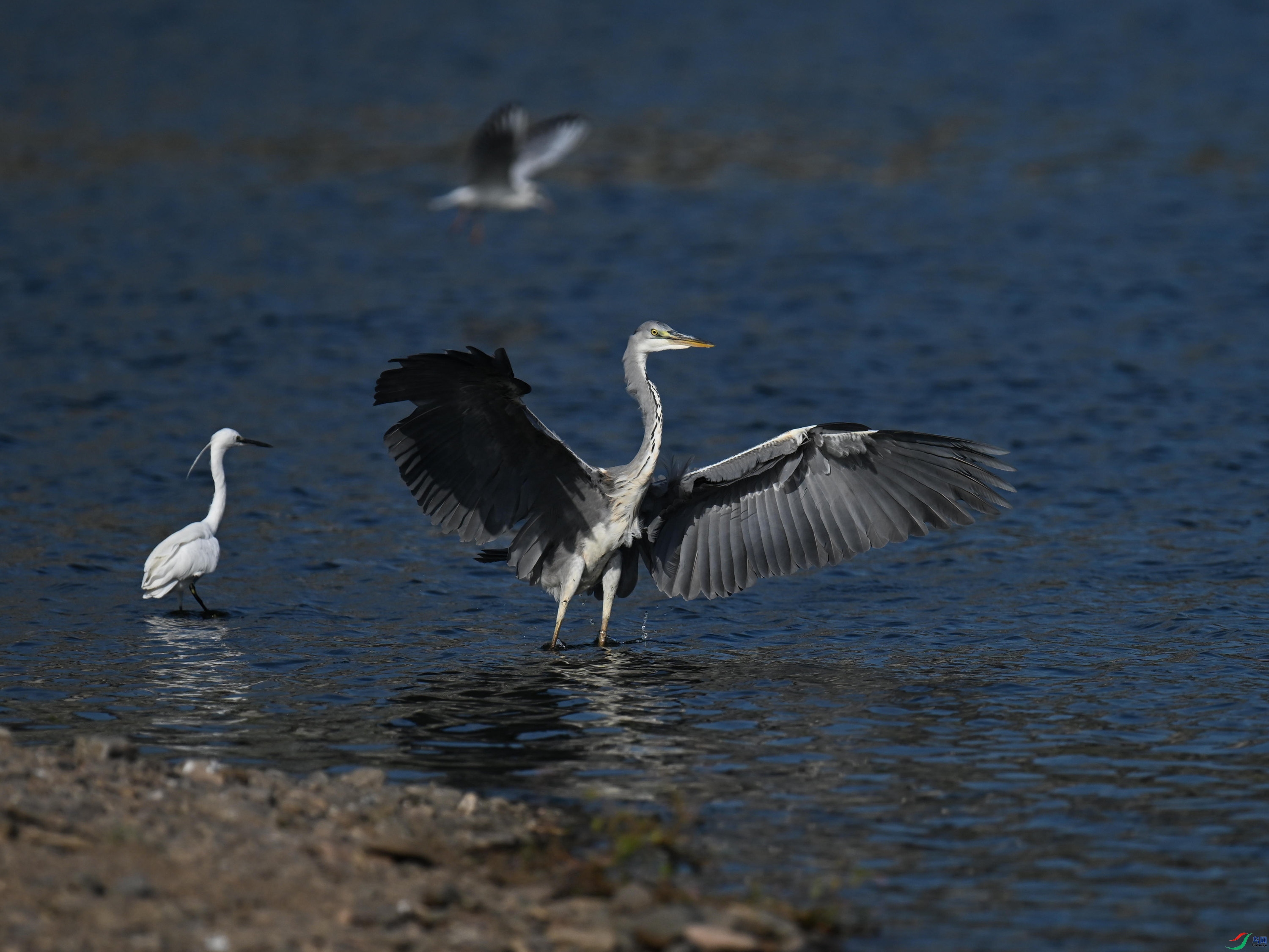 DSC_5982_����.jpg