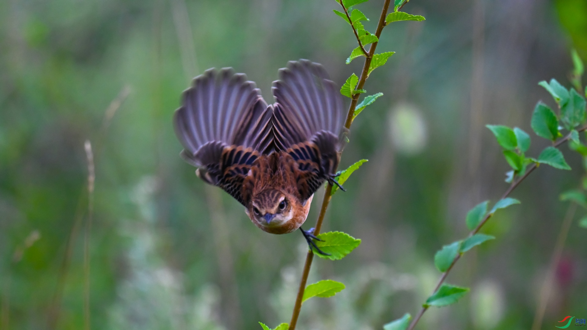 DSC_1878 ����_��ͼ��.jpg