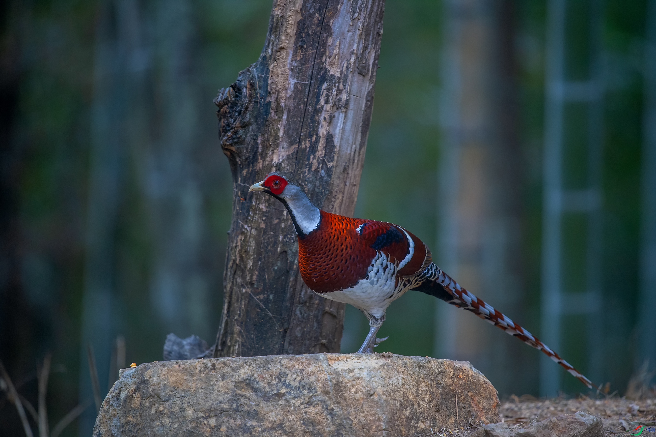 DSC_1590a.jpg