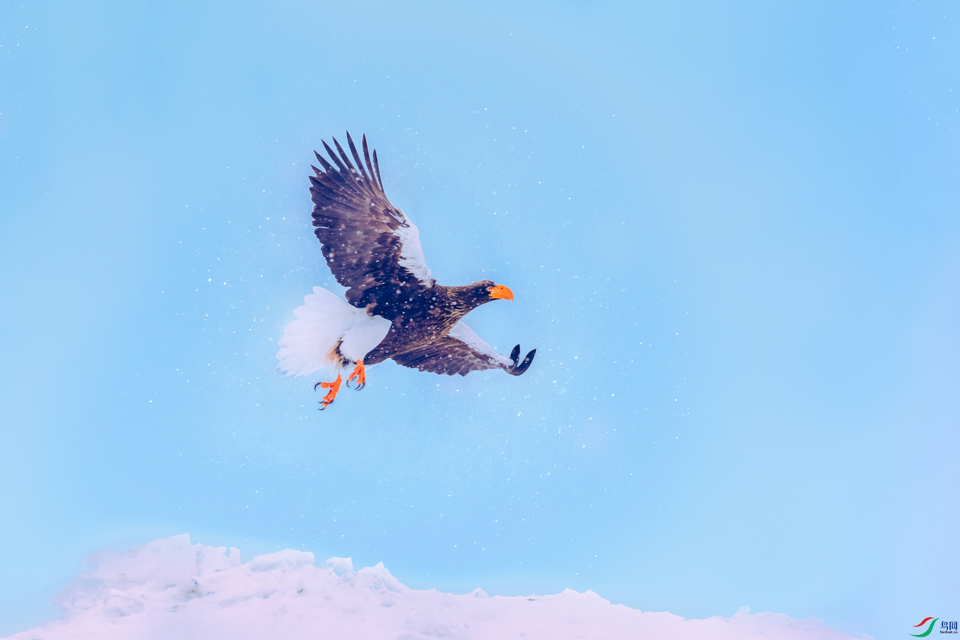 ��ͷ����----ѩ��ӥ��