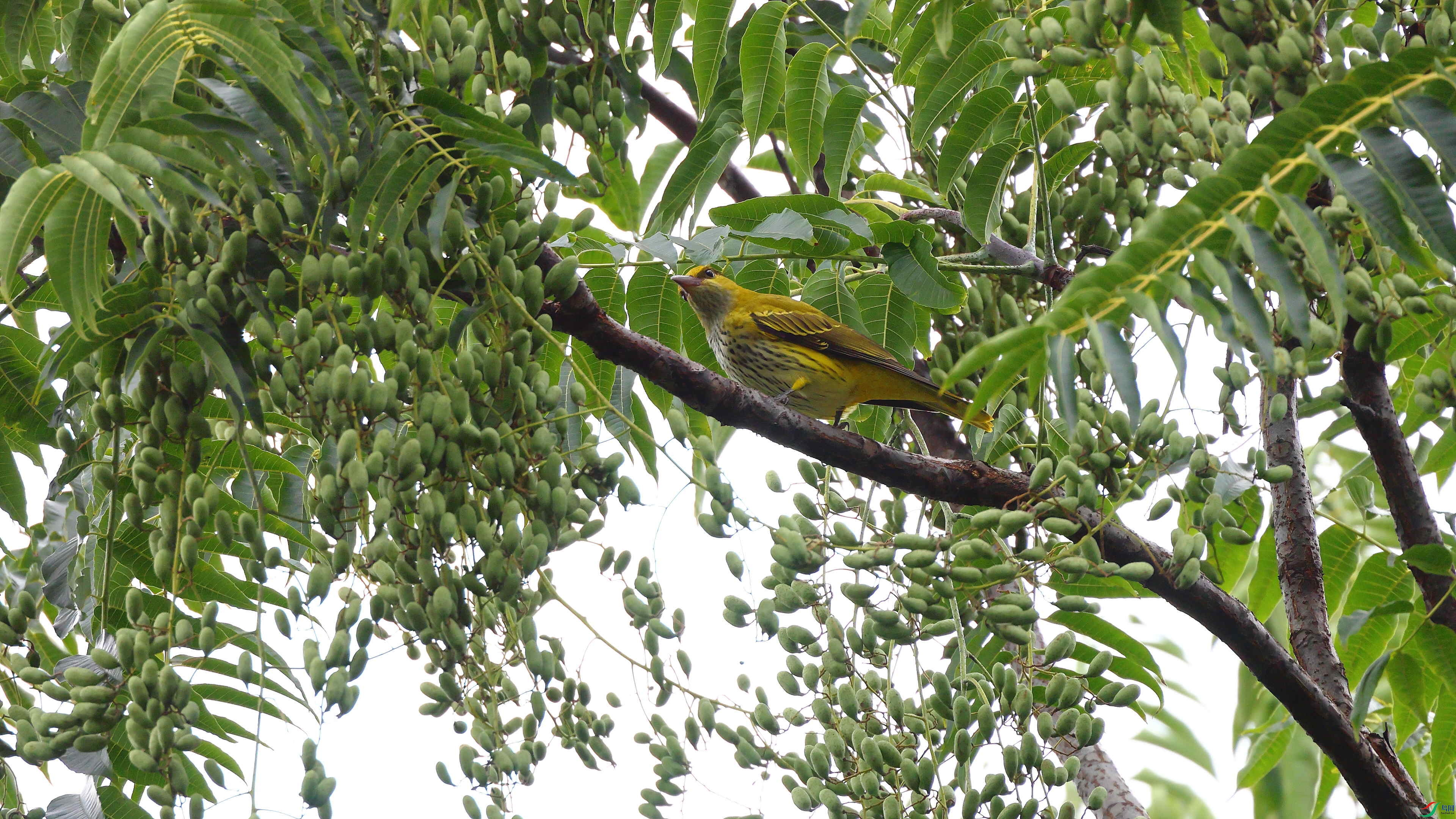 IMG_7961.JPG