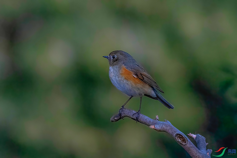 DSC_7271AB.jpg