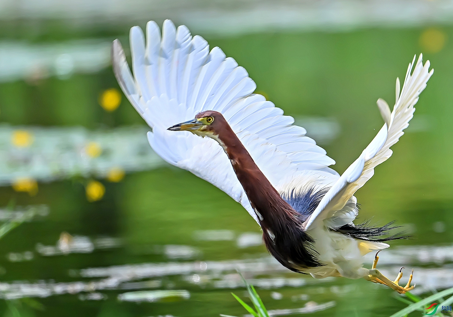 DSC_6214---_conew1.jpg