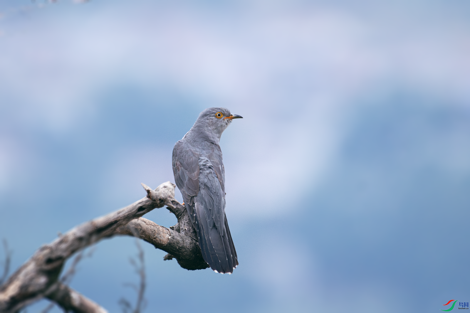 _DSC6037-����ǿ-NR.PNG