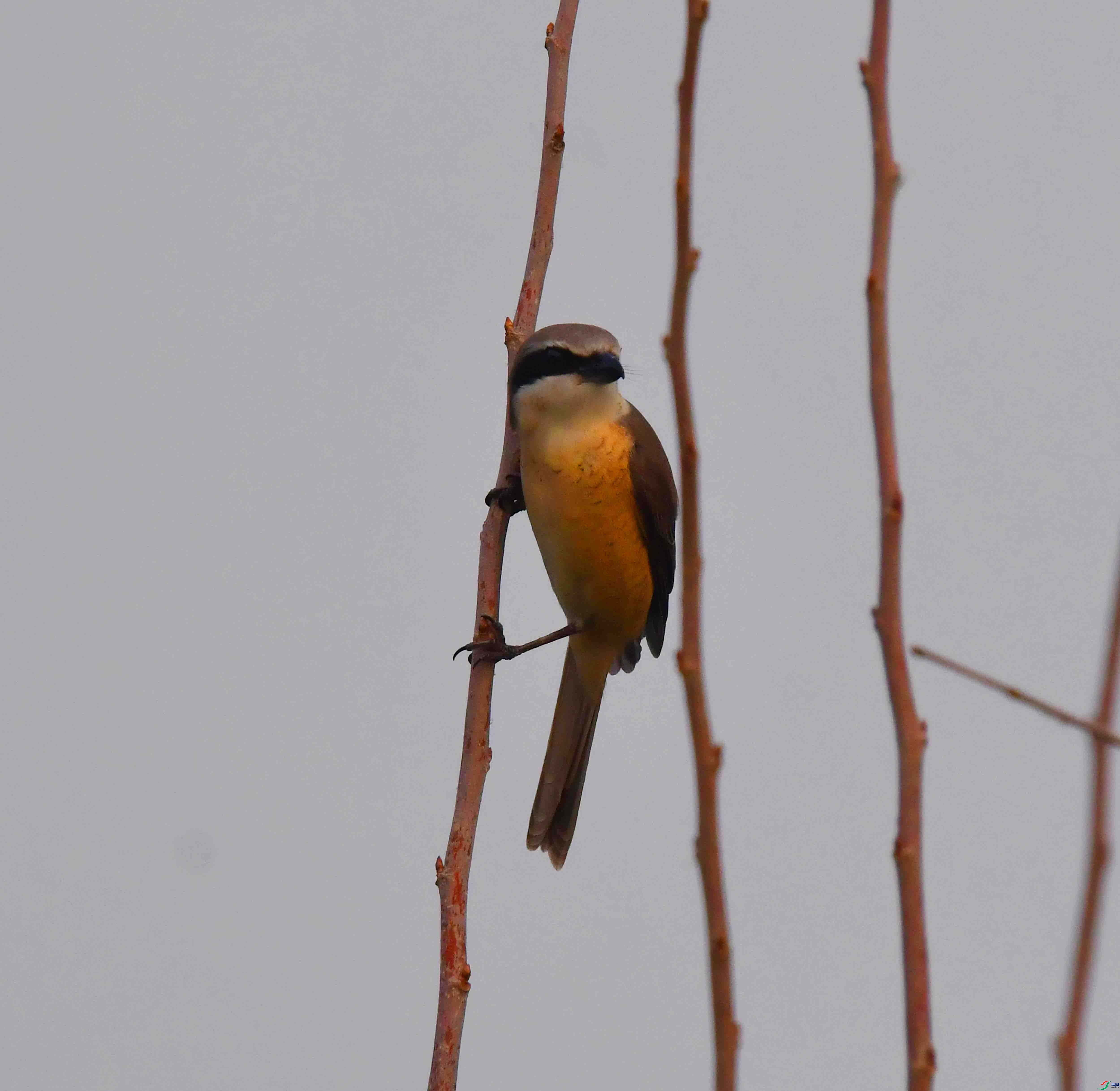 DSC_3176.JPG