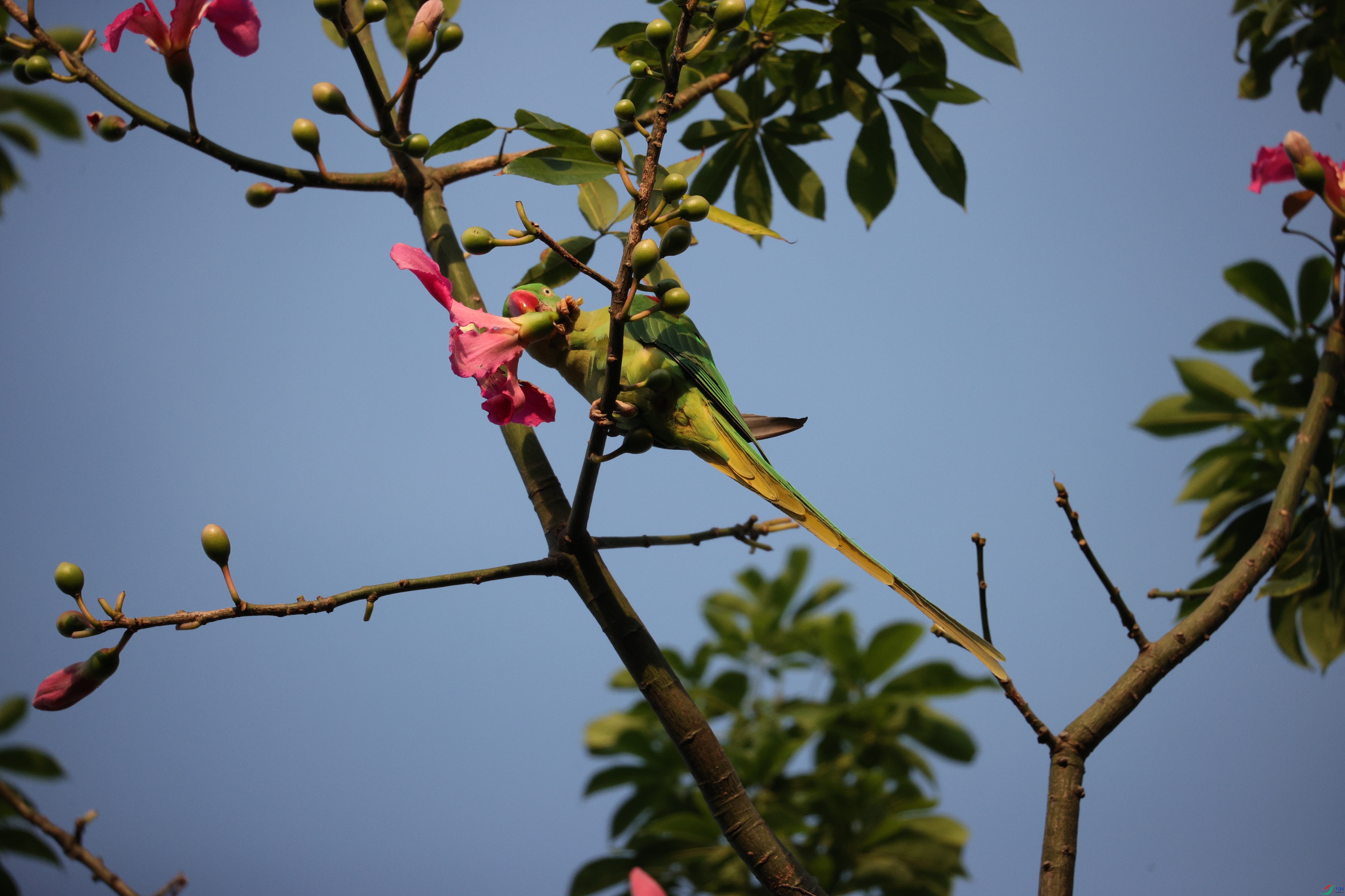 6517��ש����