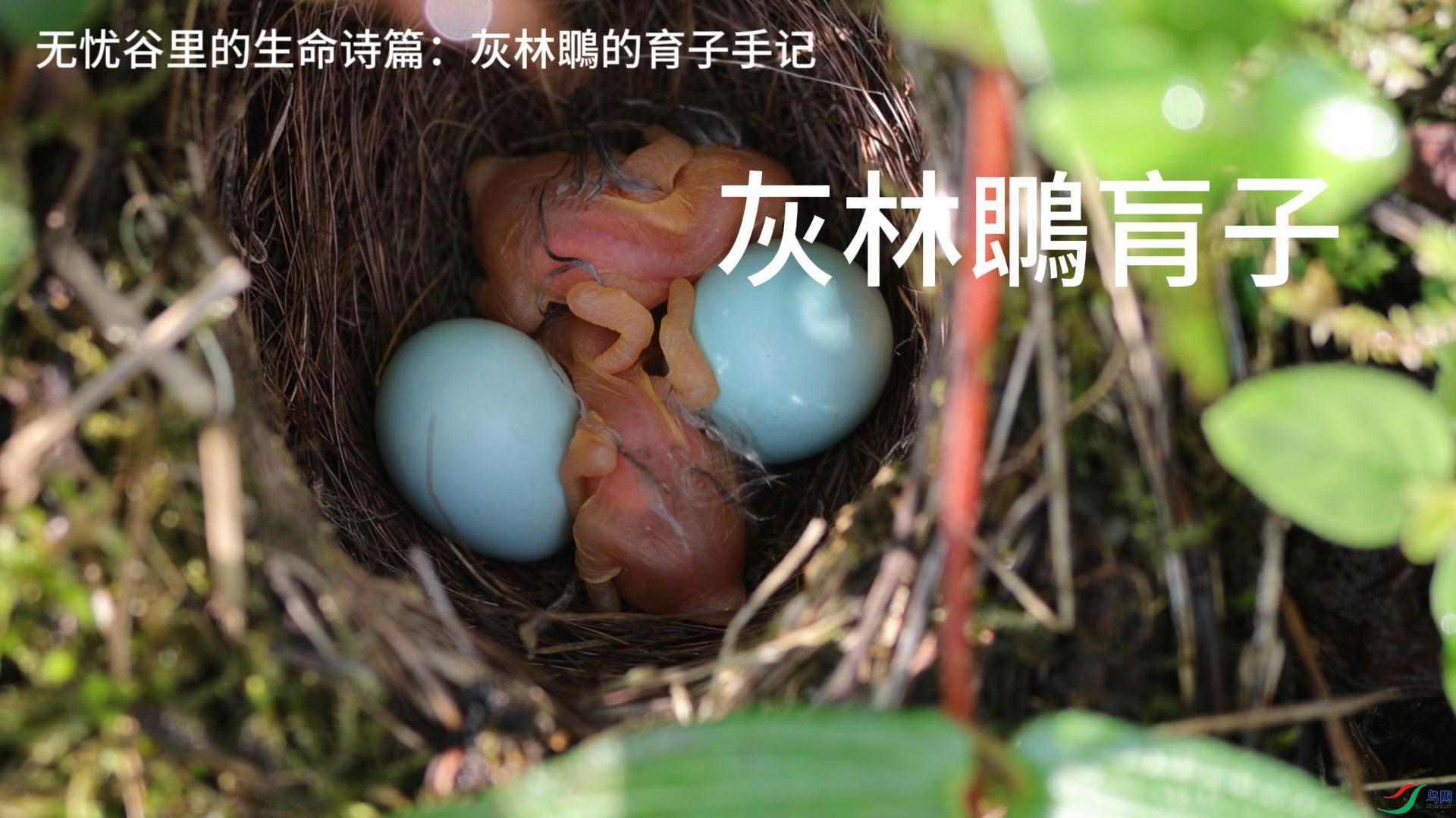 ����䳭����