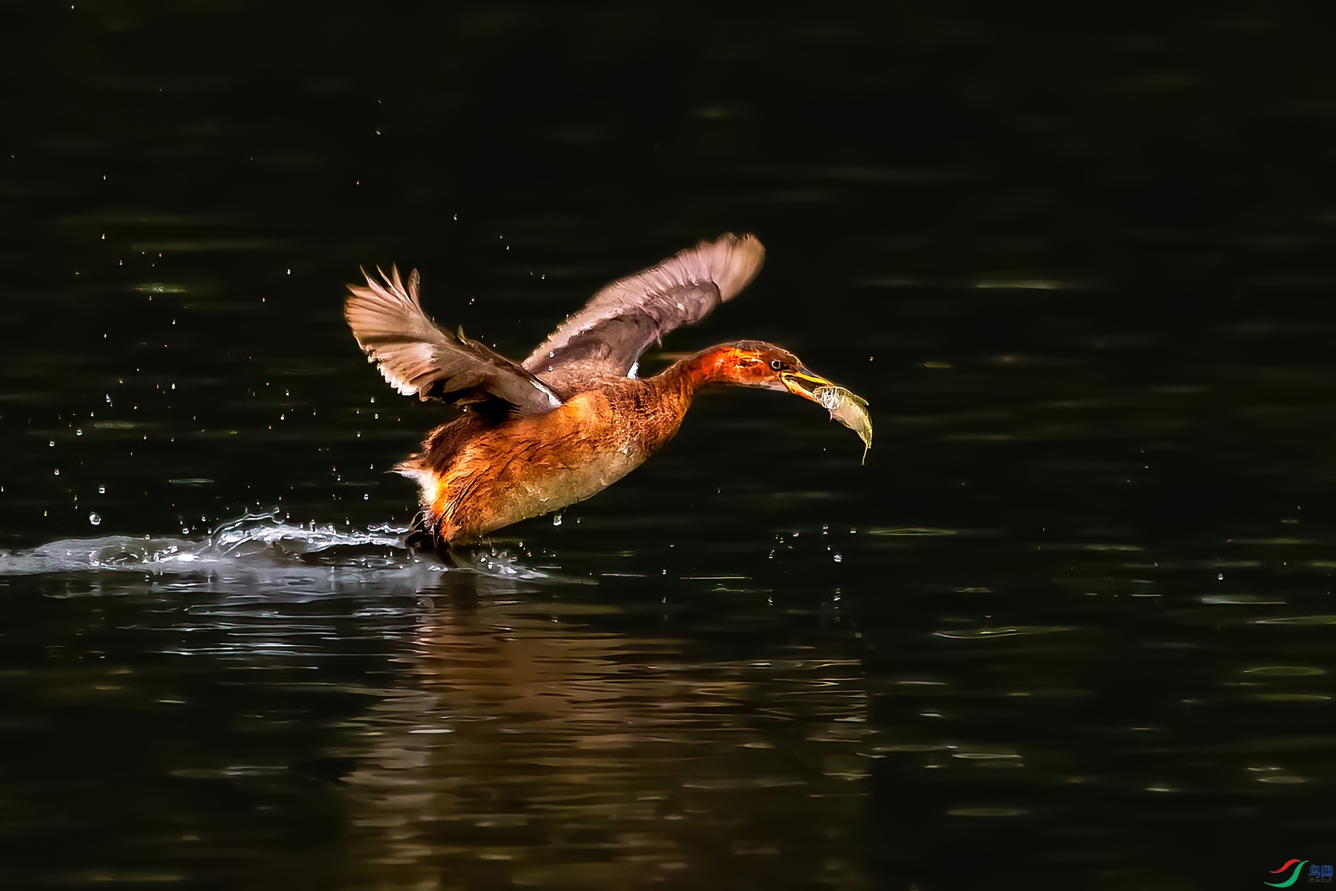 _MG_4195-CR2_DxO_(1920).jpg